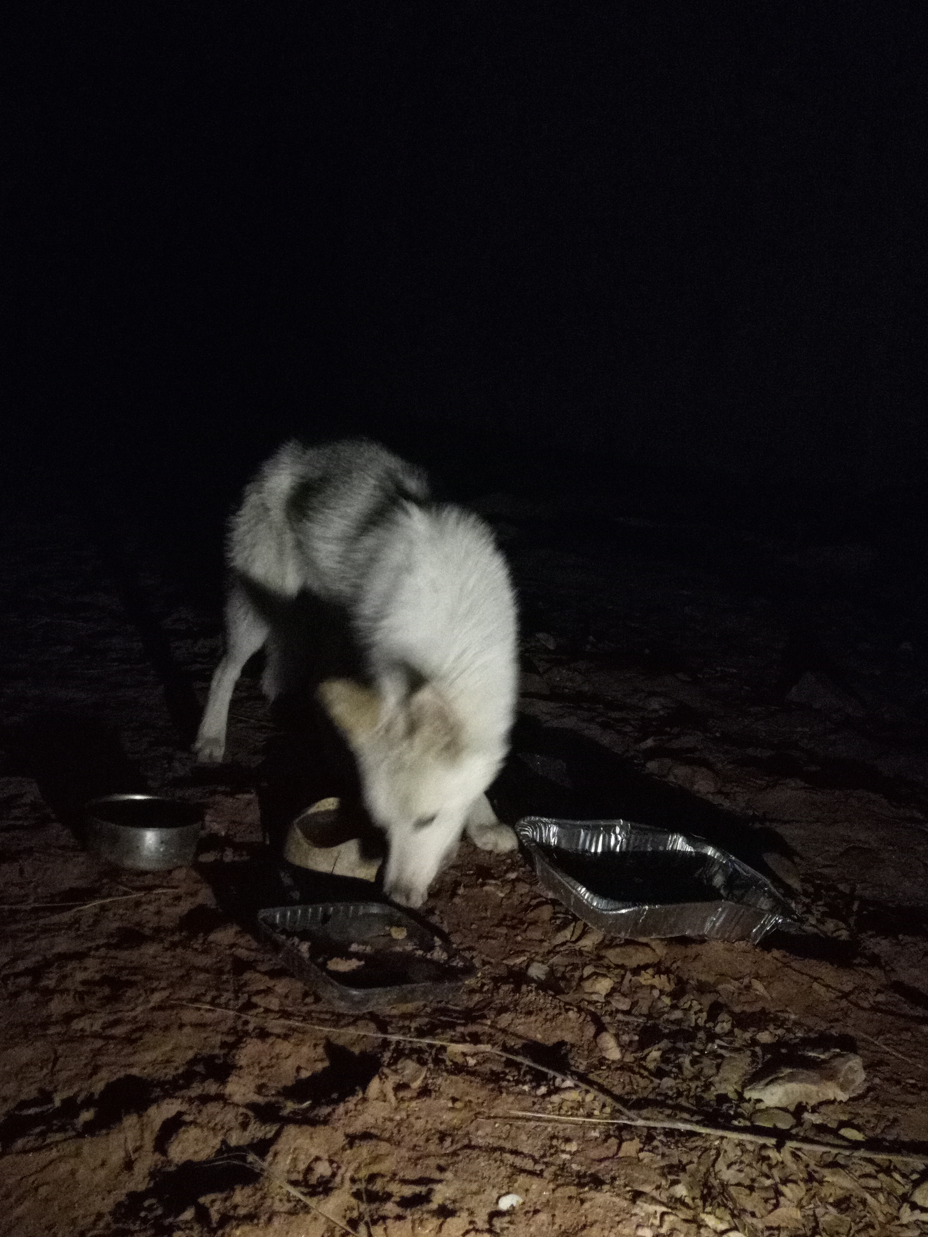 Raw animal camera upload (unprocessed). File: mot-det-20251229-204535.jpg.