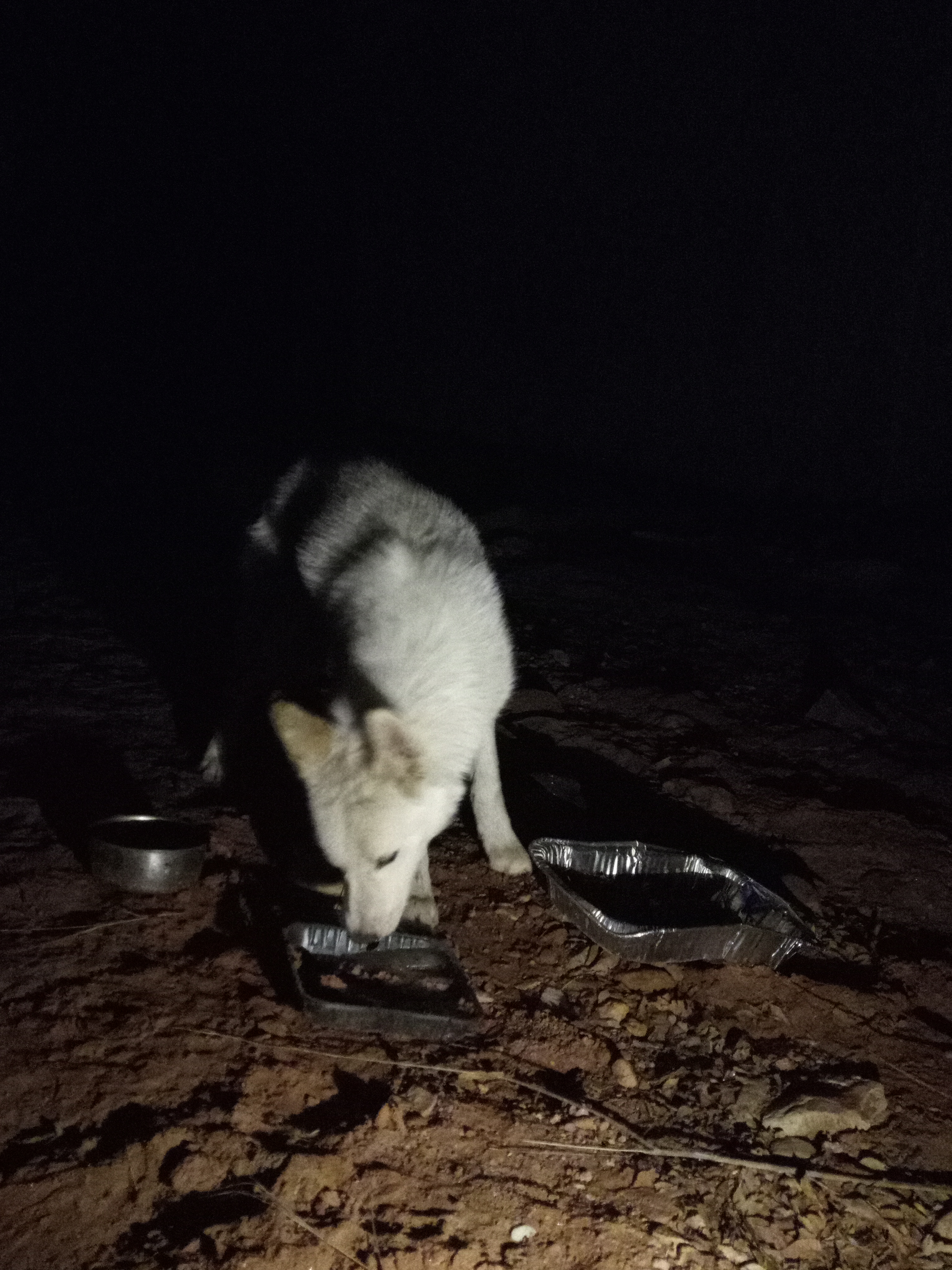 Raw animal camera upload (unprocessed). File: mot-det-20251229-204544.jpg.