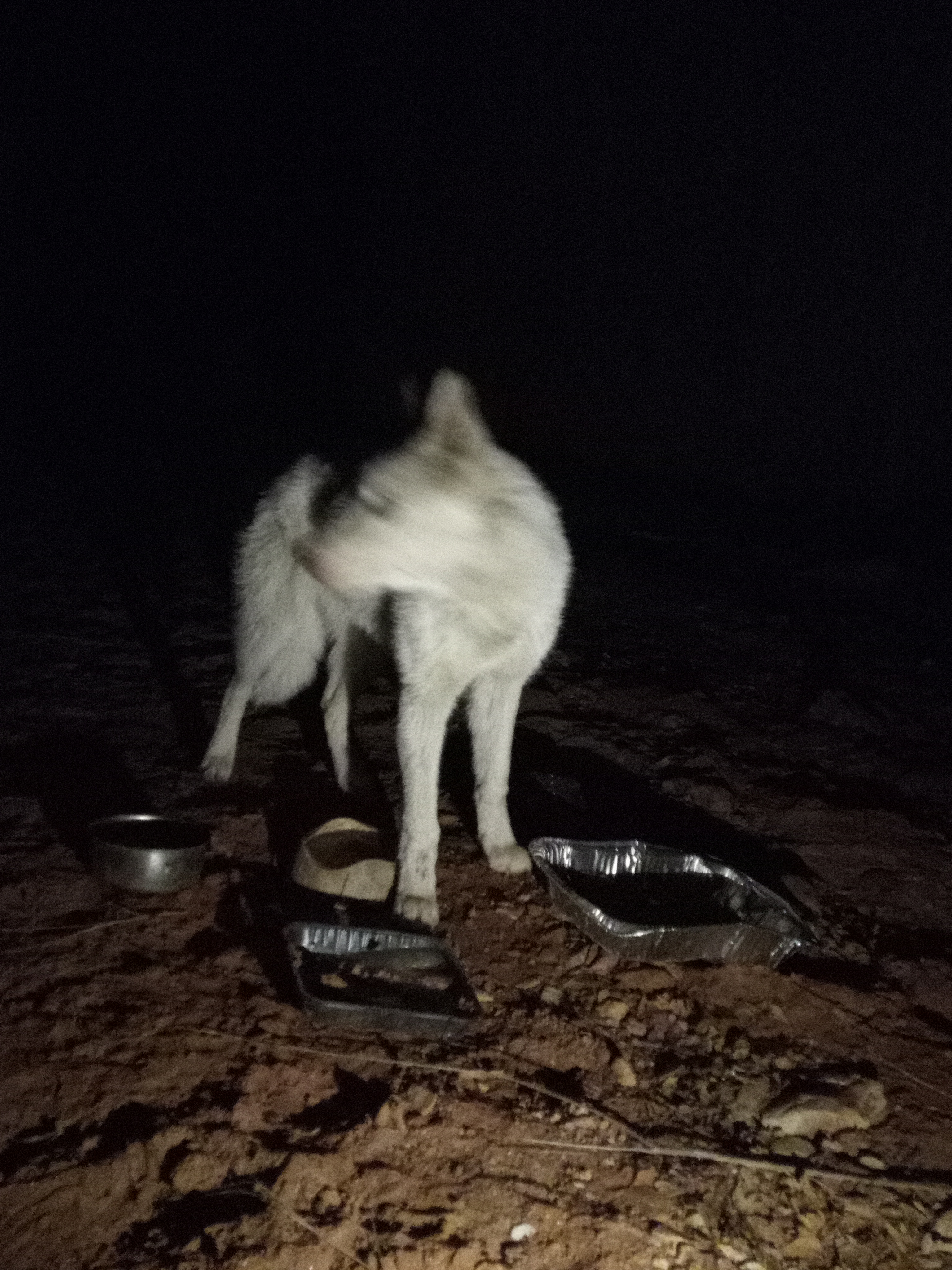 Raw animal camera upload (unprocessed). File: mot-det-20251229-204547.jpg.