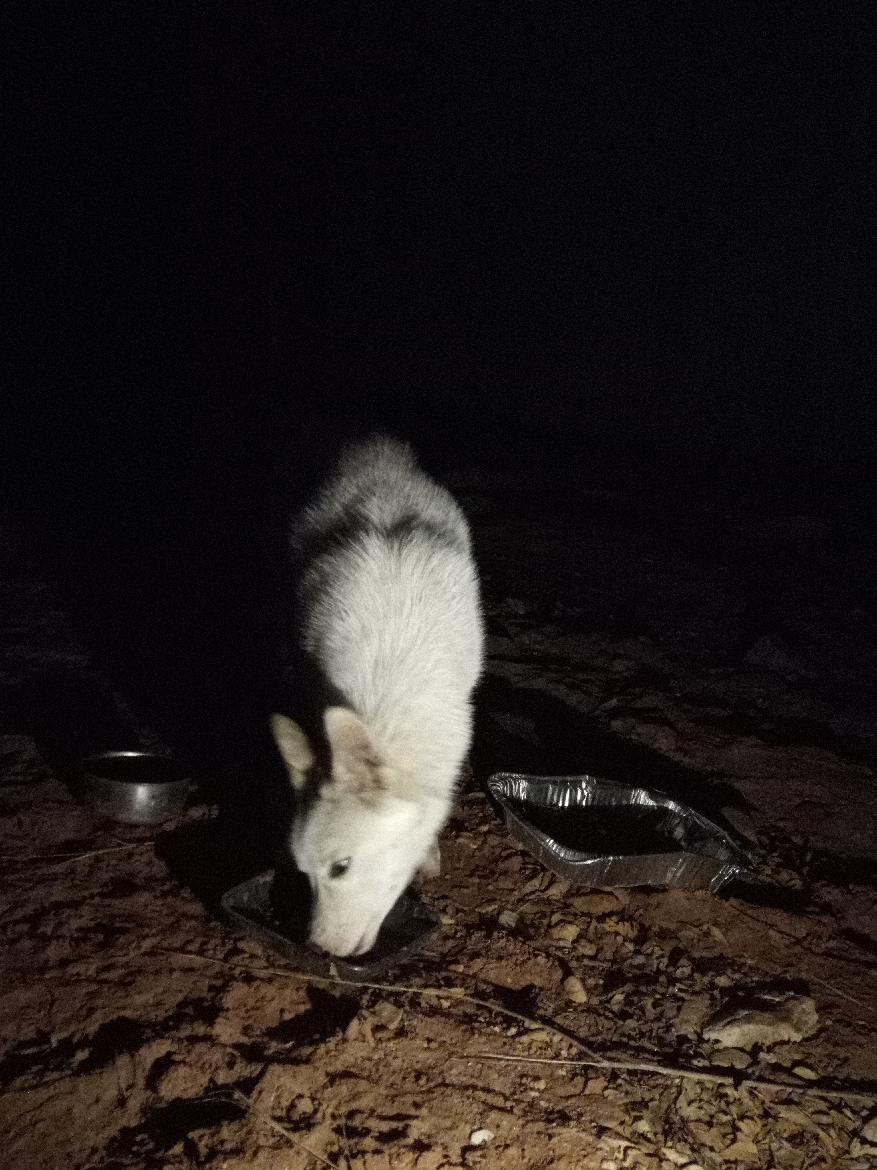 Raw animal camera upload (unprocessed). File: mot-det-20251229-204606.jpg.