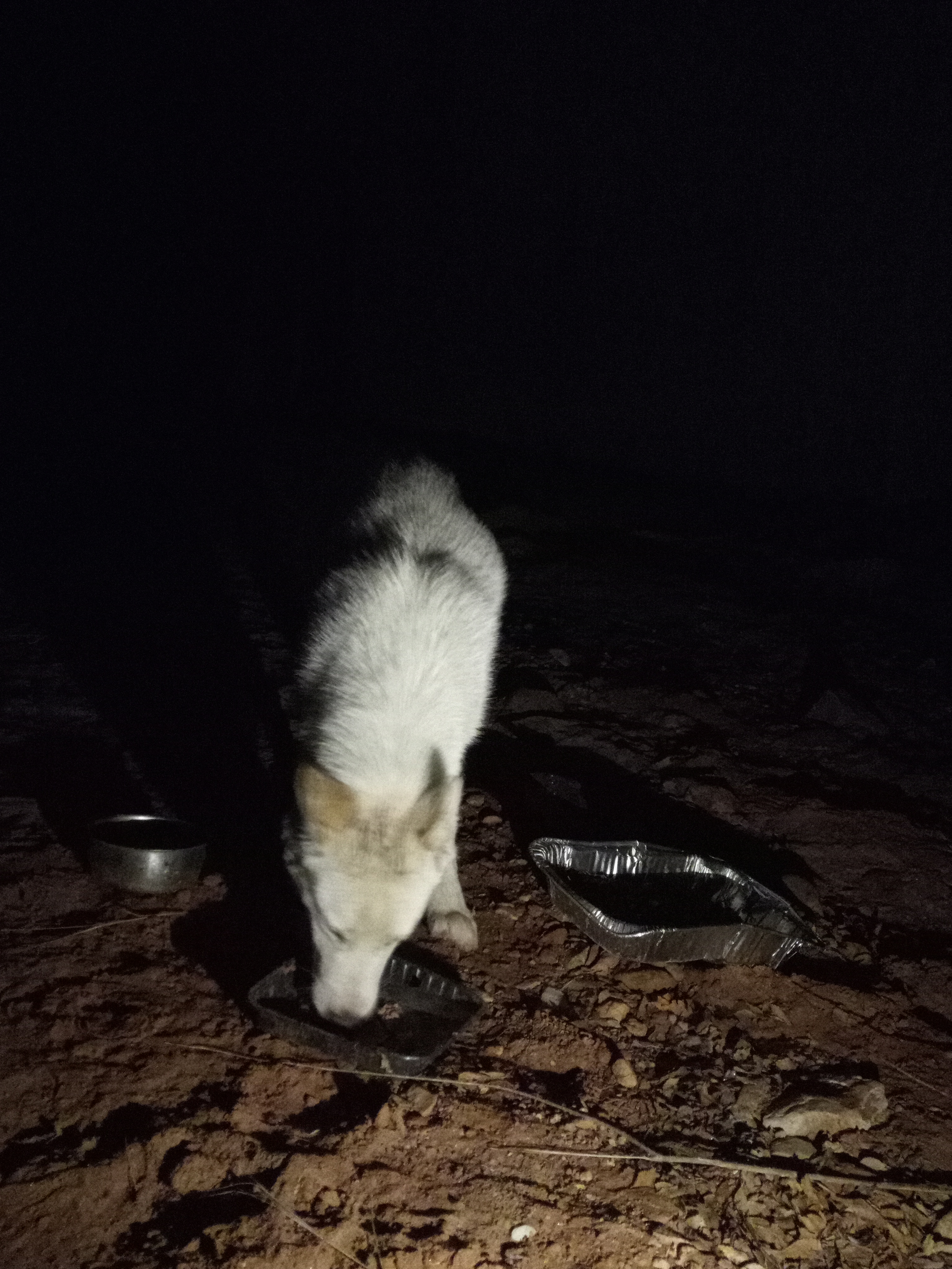 Raw animal camera upload (unprocessed). File: mot-det-20251229-204609.jpg.