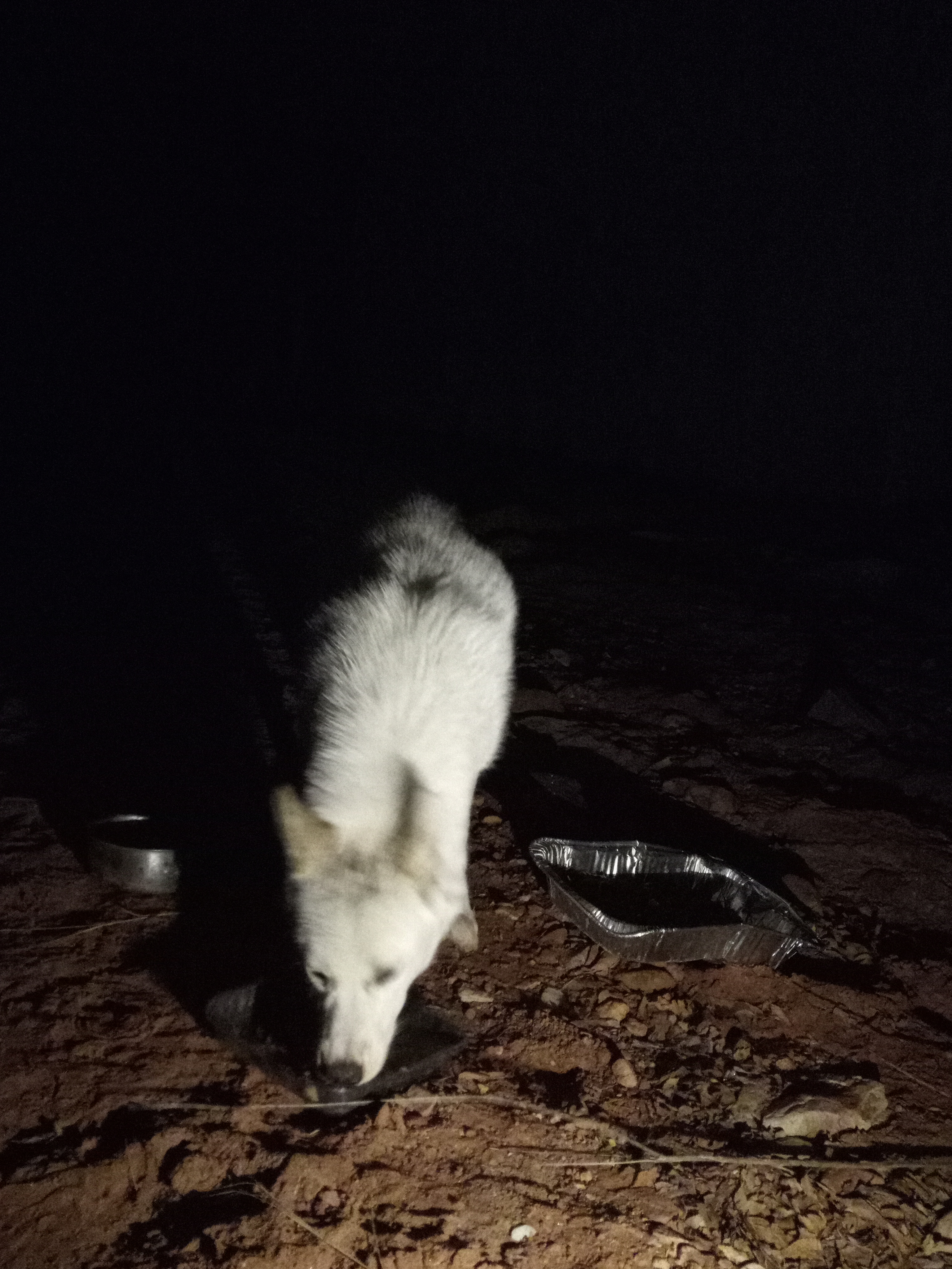 Raw animal camera upload (unprocessed). File: mot-det-20251229-204621.jpg.