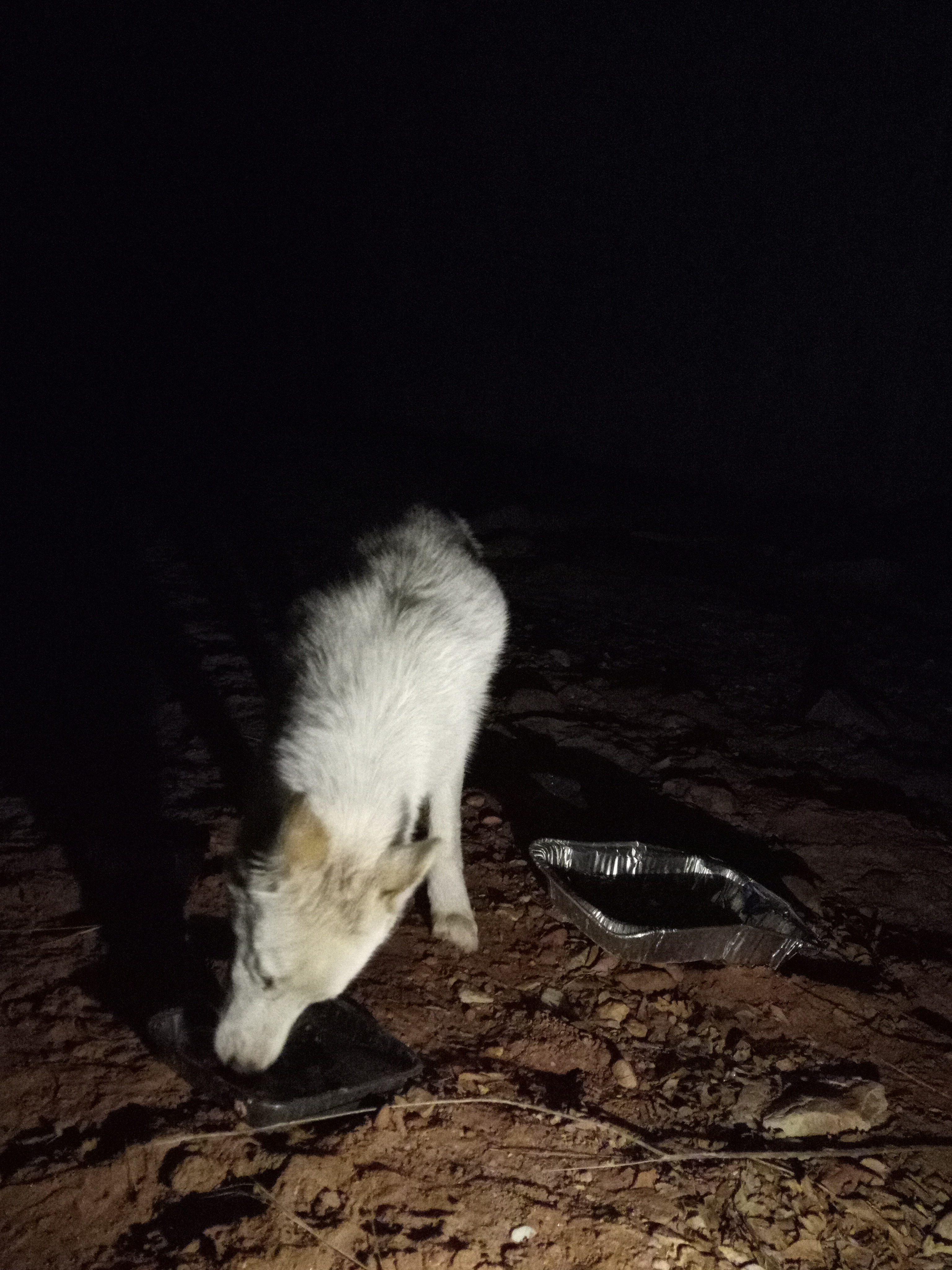 Raw animal camera upload (unprocessed). File: mot-det-20251229-204634.jpg.