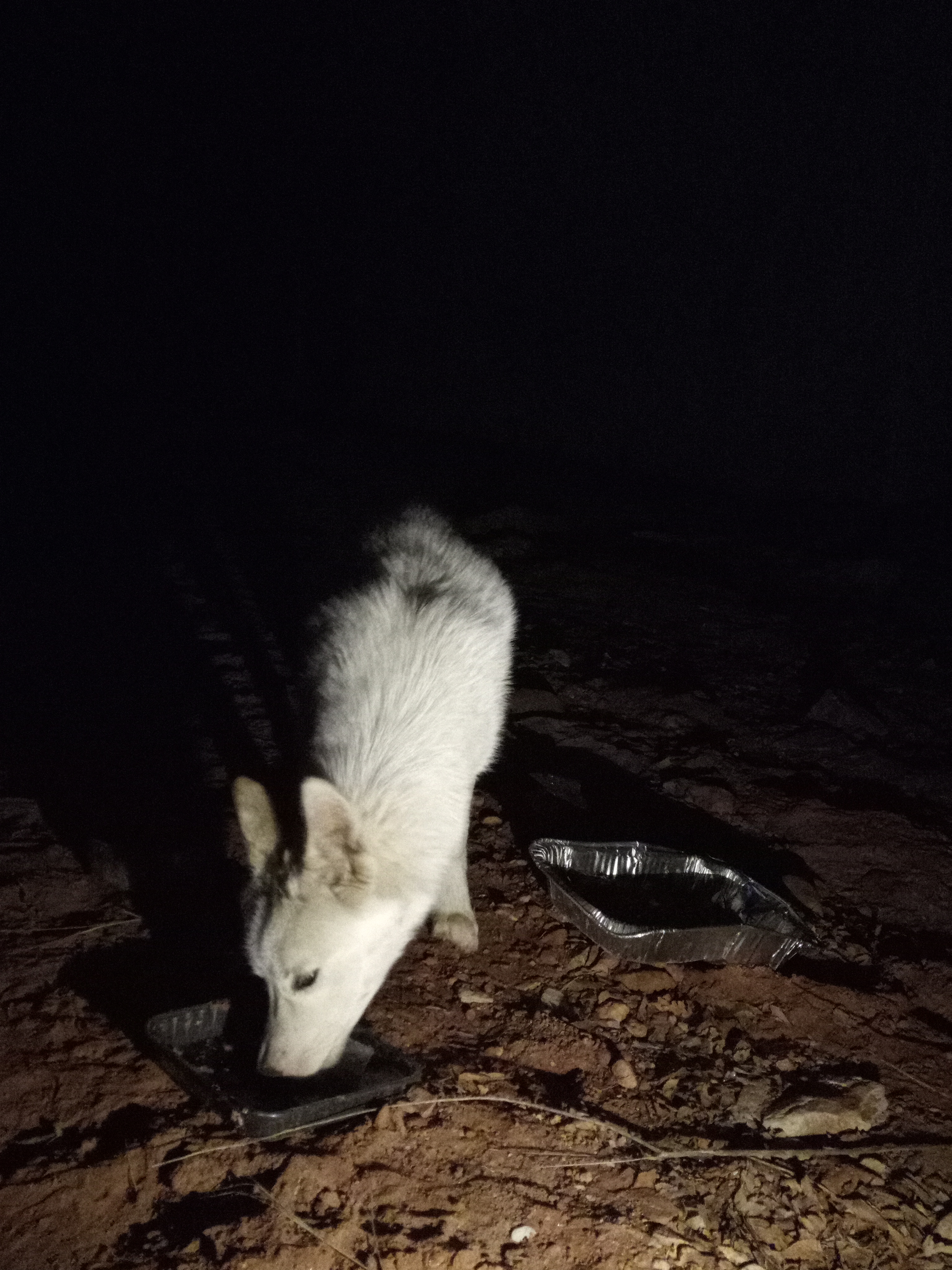 Raw animal camera upload (unprocessed). File: mot-det-20251229-204640.jpg.