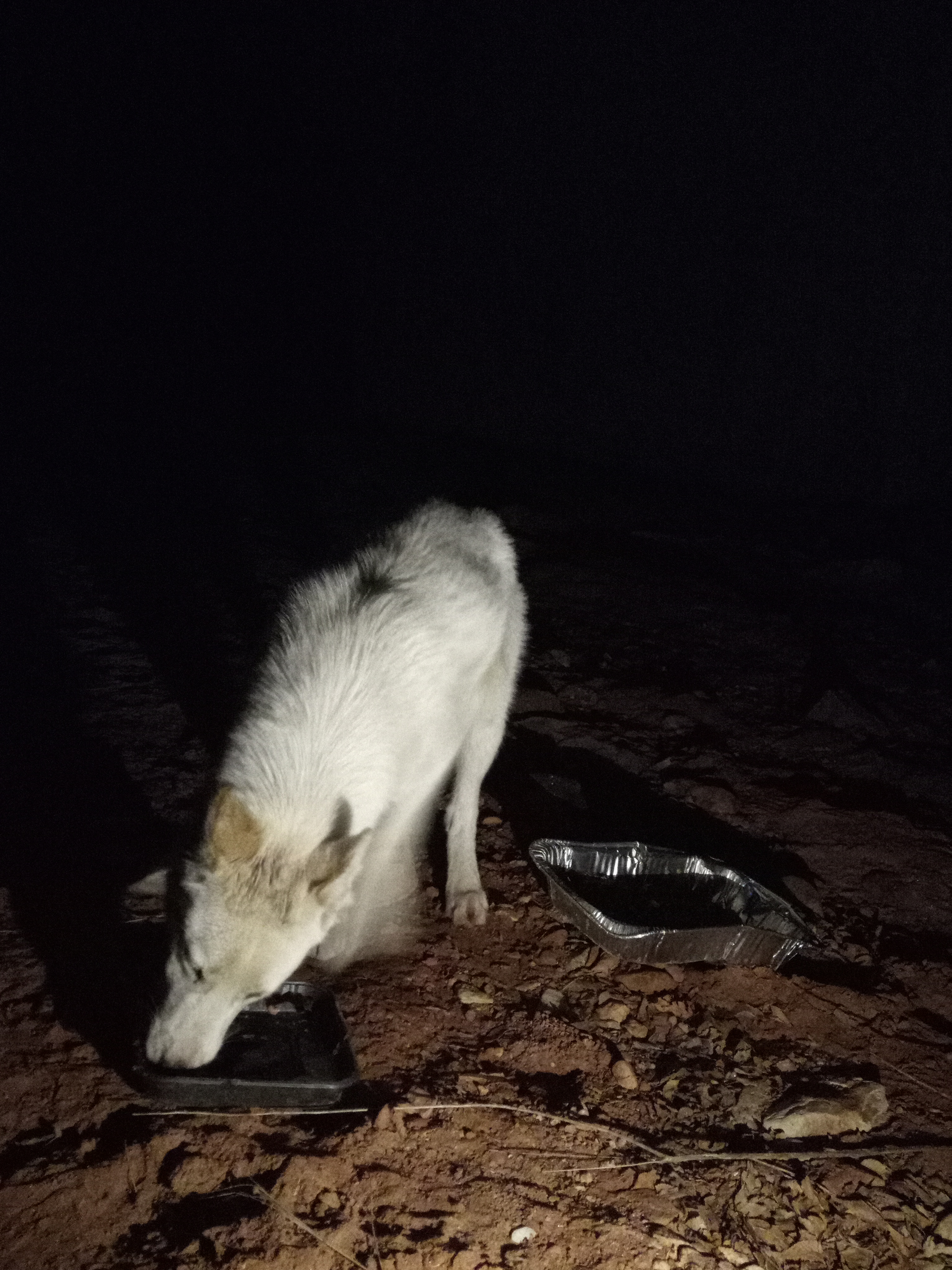 Raw animal camera upload (unprocessed). File: mot-det-20251229-204648.jpg.