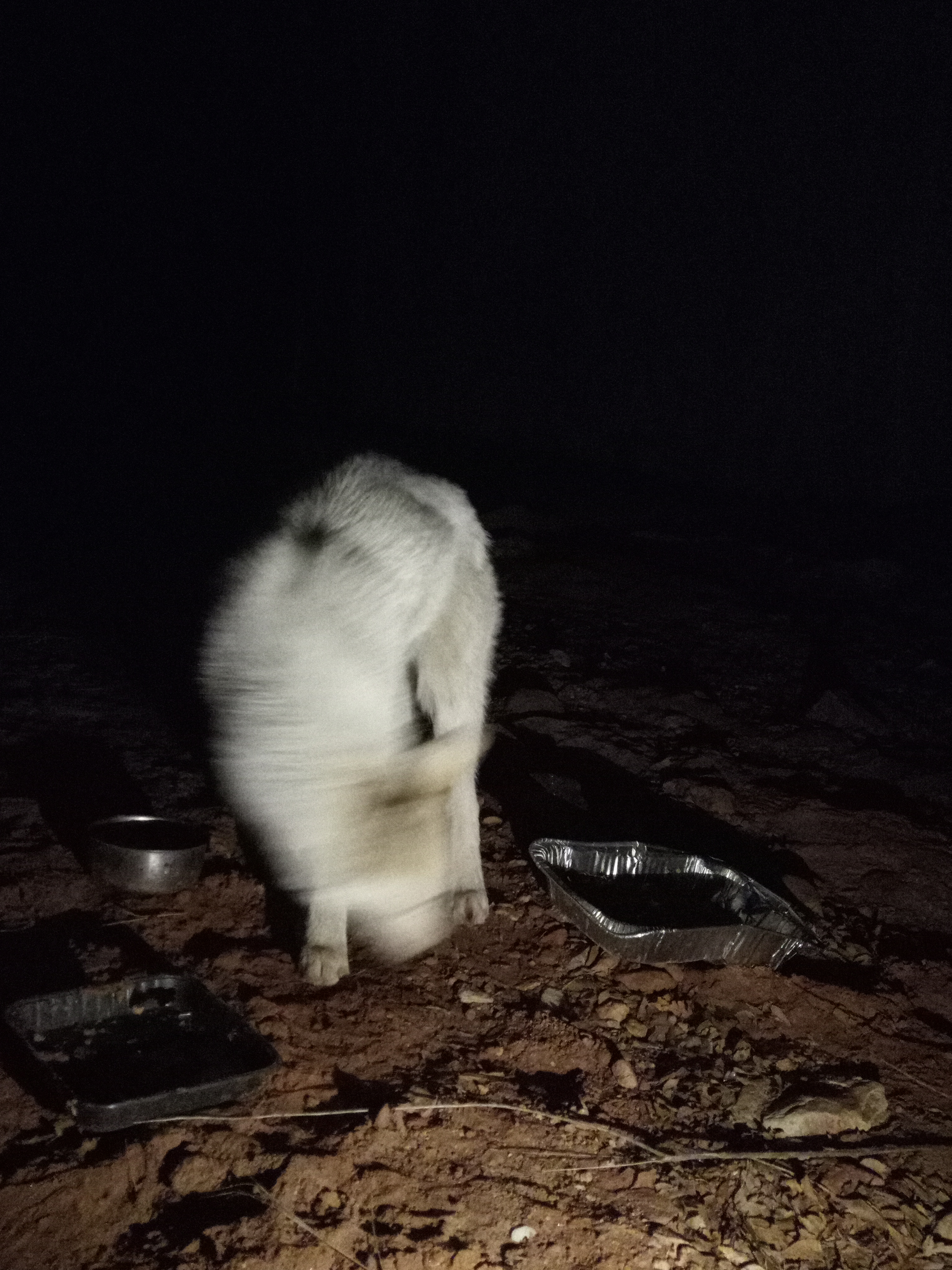 Raw animal camera upload (unprocessed). File: mot-det-20251229-204654.jpg.