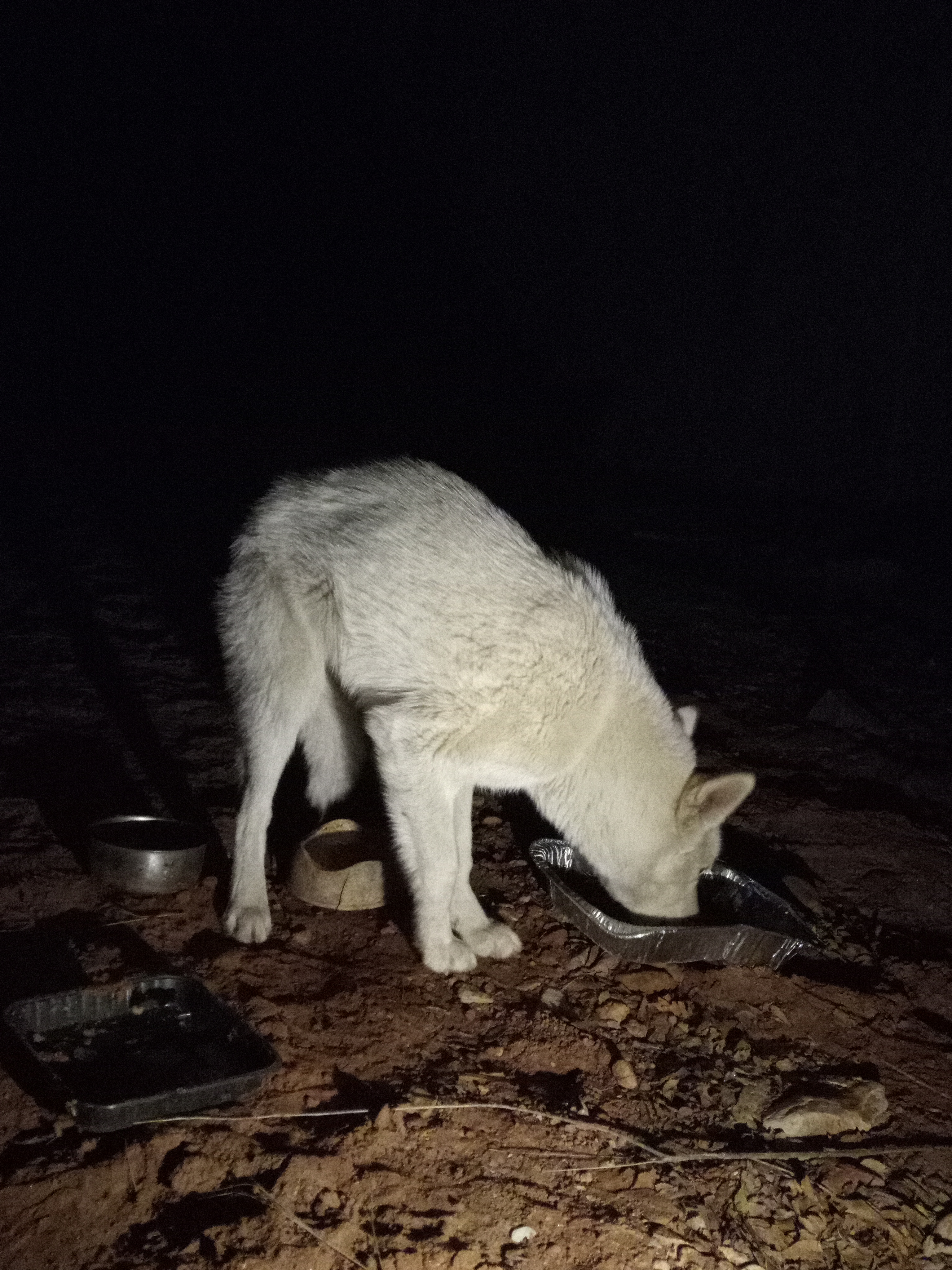 Raw animal camera upload (unprocessed). File: mot-det-20251229-204657.jpg.