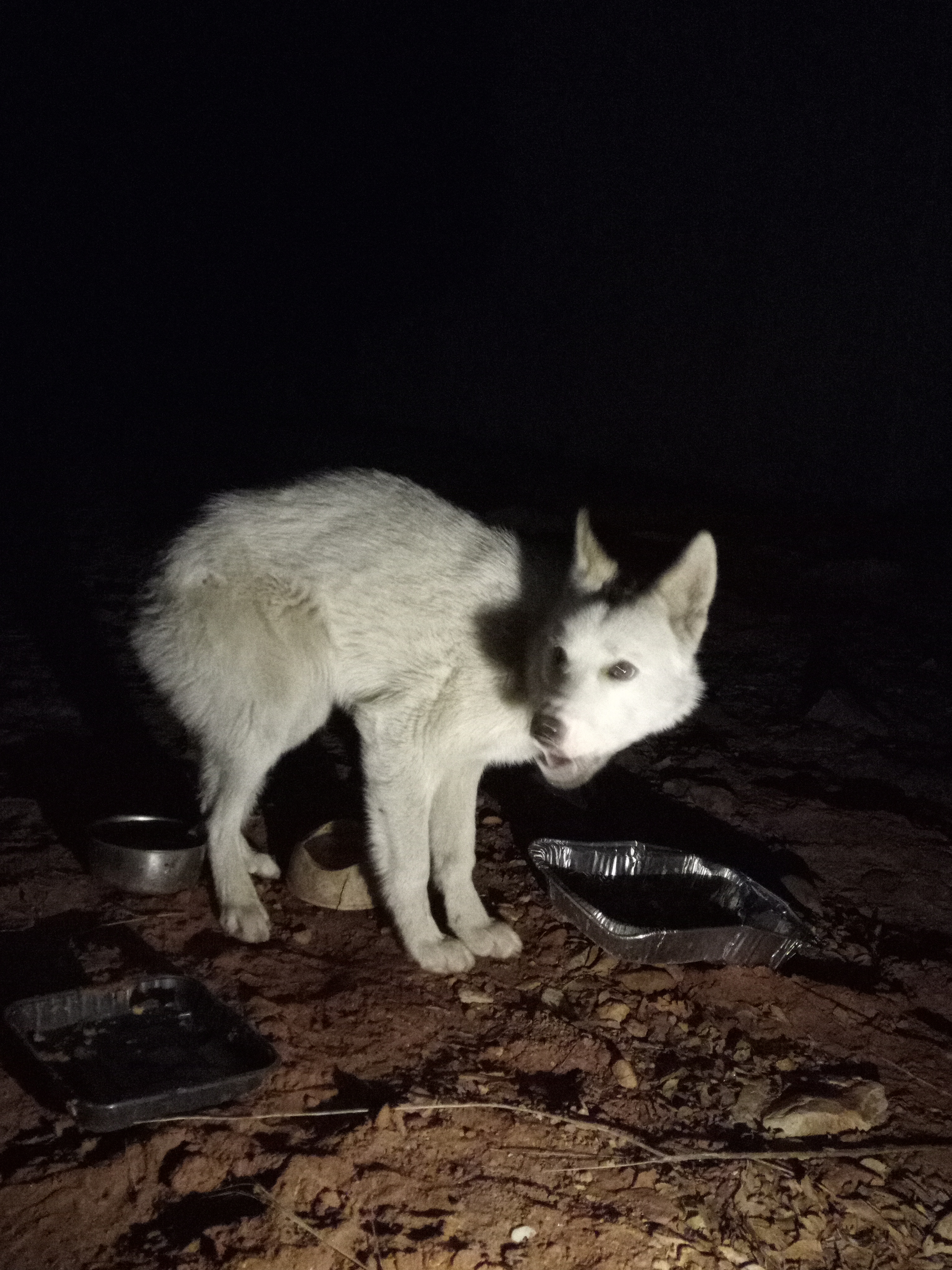 Raw animal camera upload (unprocessed). File: mot-det-20251229-204714.jpg.