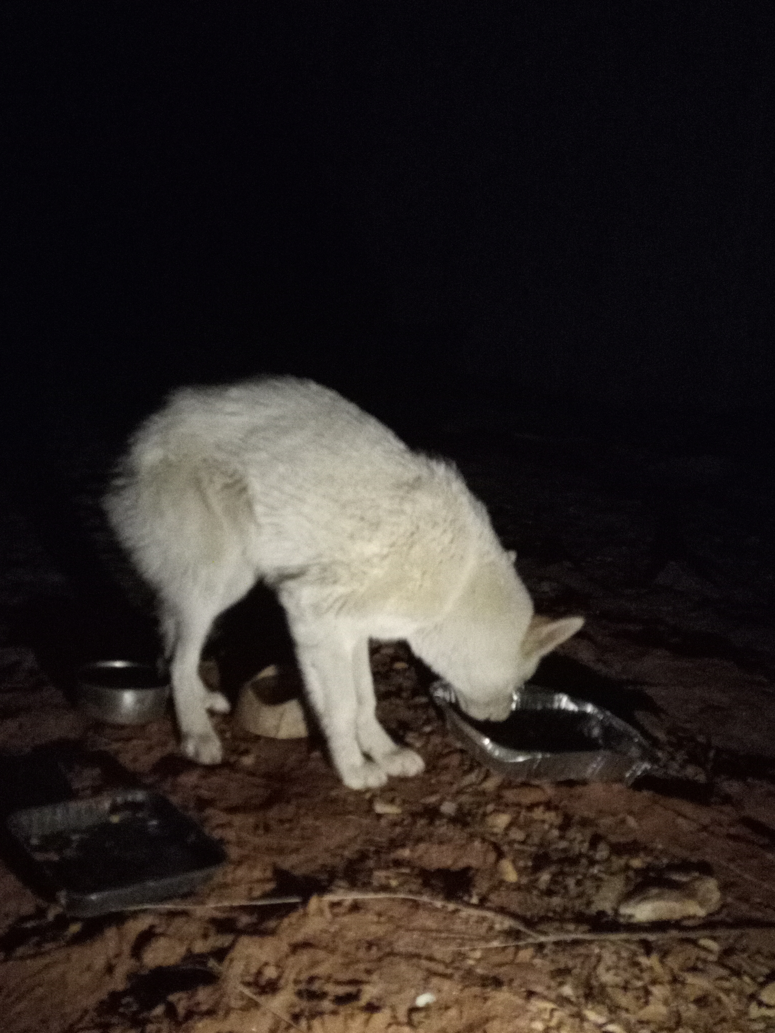 Raw animal camera upload (unprocessed). File: mot-det-20251229-204717.jpg.