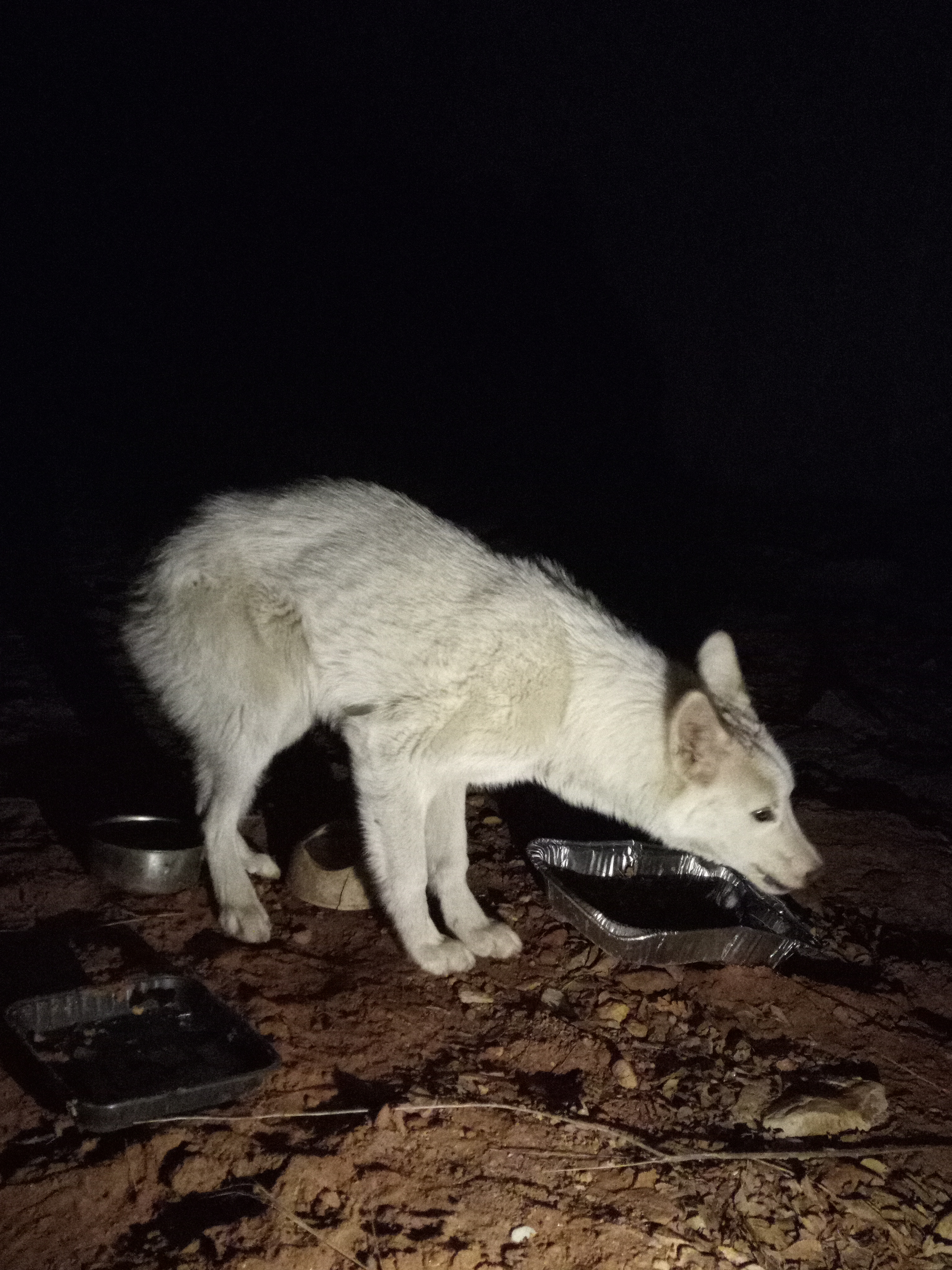 Raw animal camera upload (unprocessed). File: mot-det-20251229-204739.jpg.