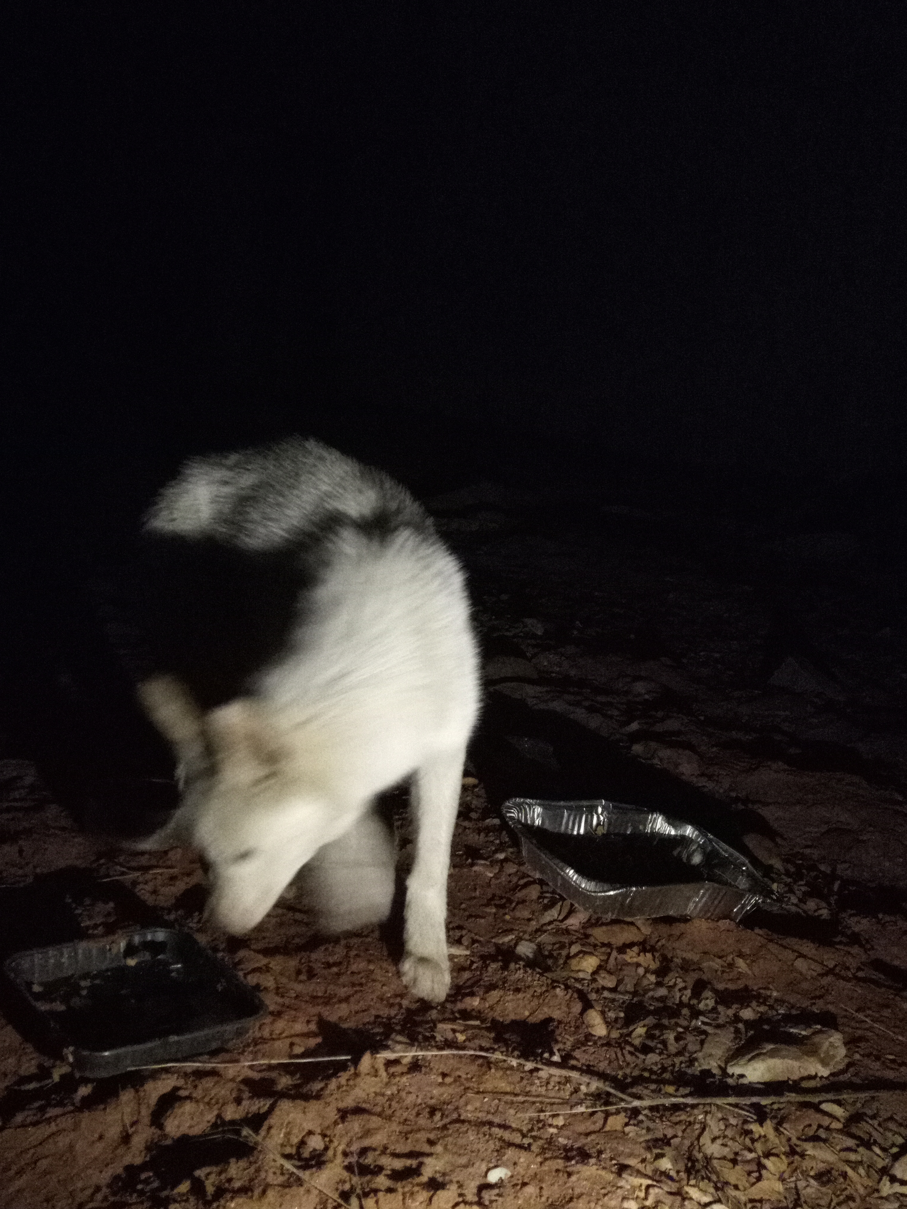 Raw animal camera upload (unprocessed). File: mot-det-20251229-204742.jpg.