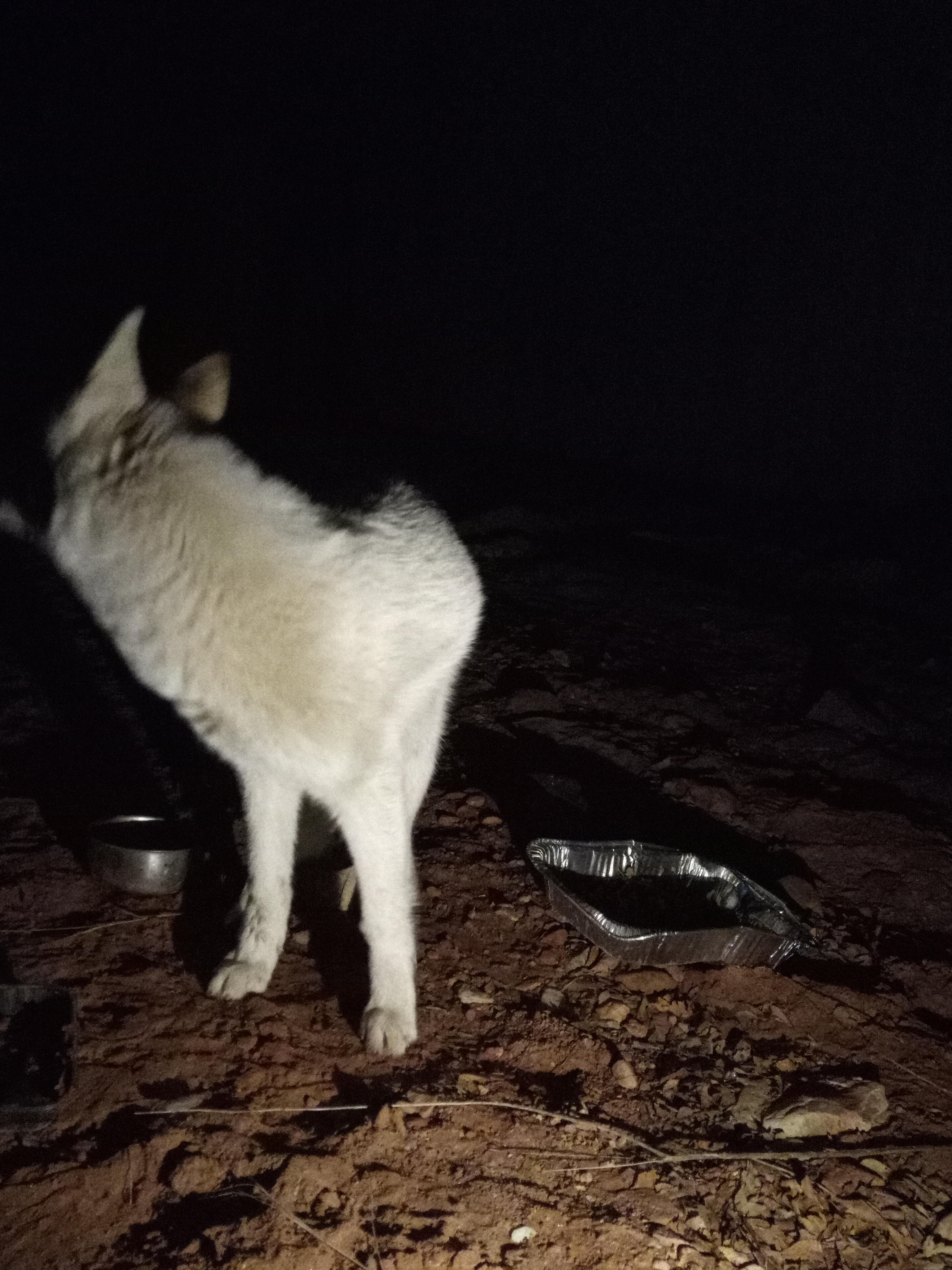 Raw animal camera upload (unprocessed). File: mot-det-20251229-204757.jpg.