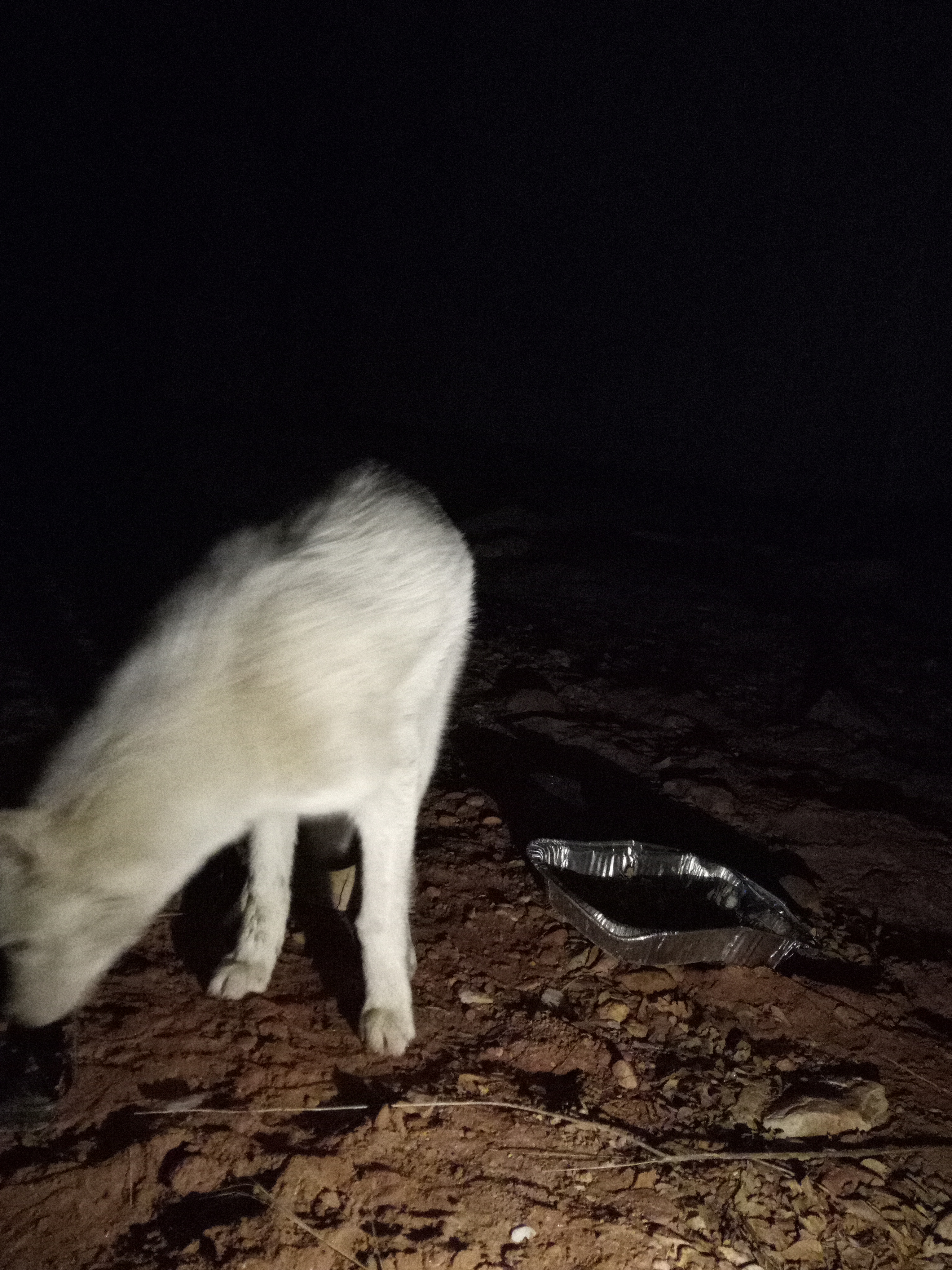 Raw animal camera upload (unprocessed). File: mot-det-20251229-204805.jpg.