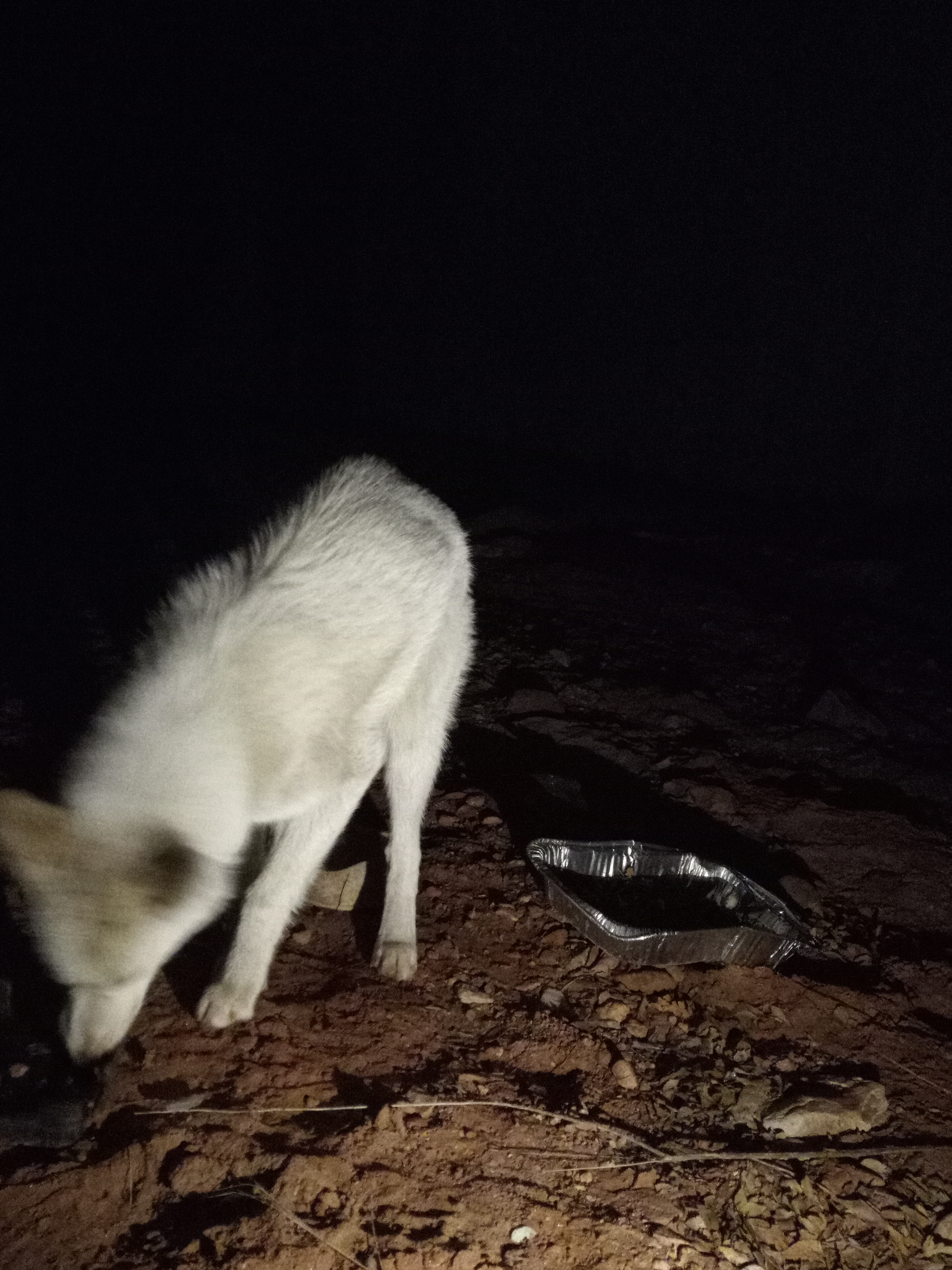 Raw animal camera upload (unprocessed). File: mot-det-20251229-204812.jpg.