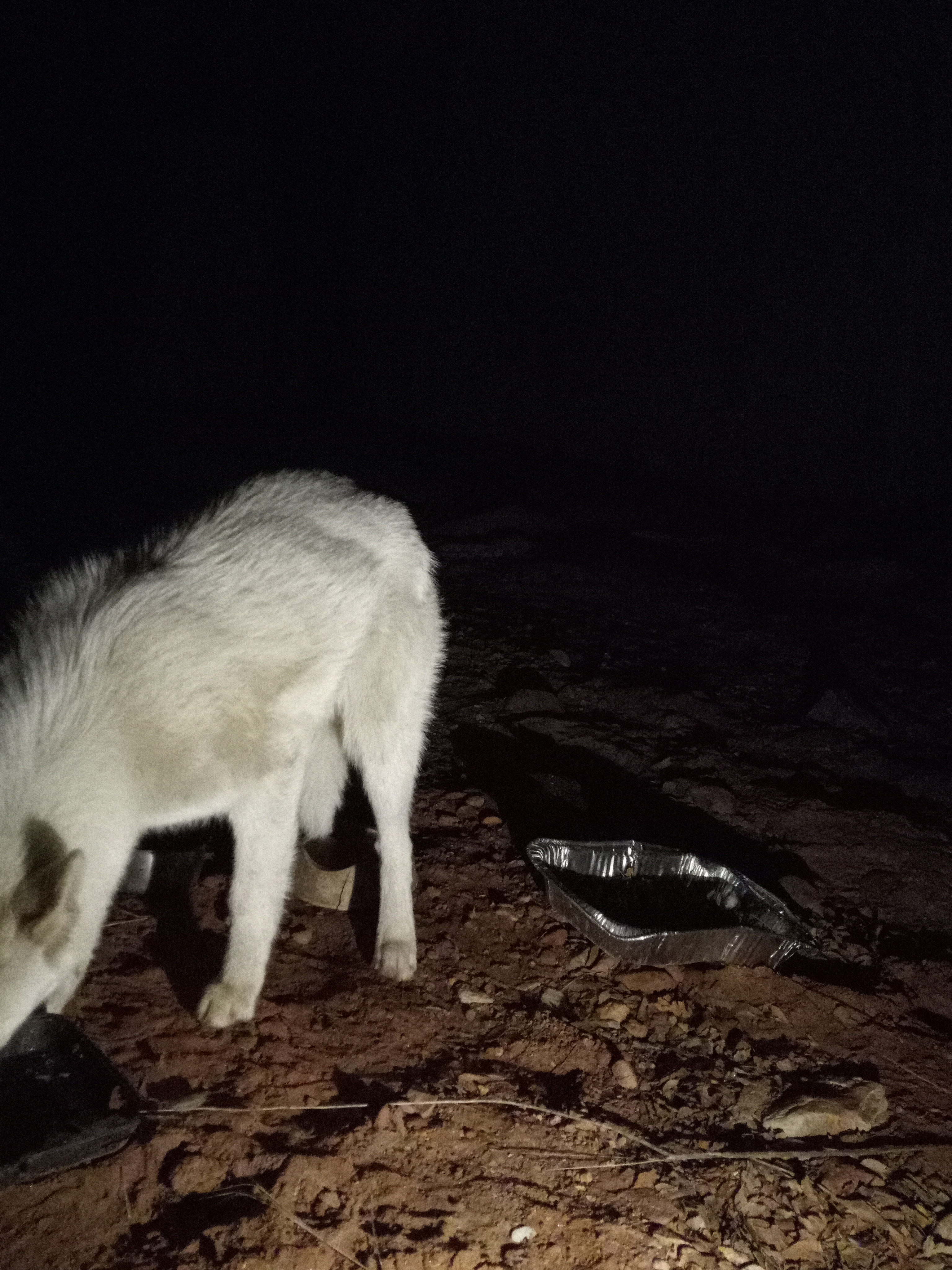 Raw animal camera upload (unprocessed). File: mot-det-20251229-204823.jpg.