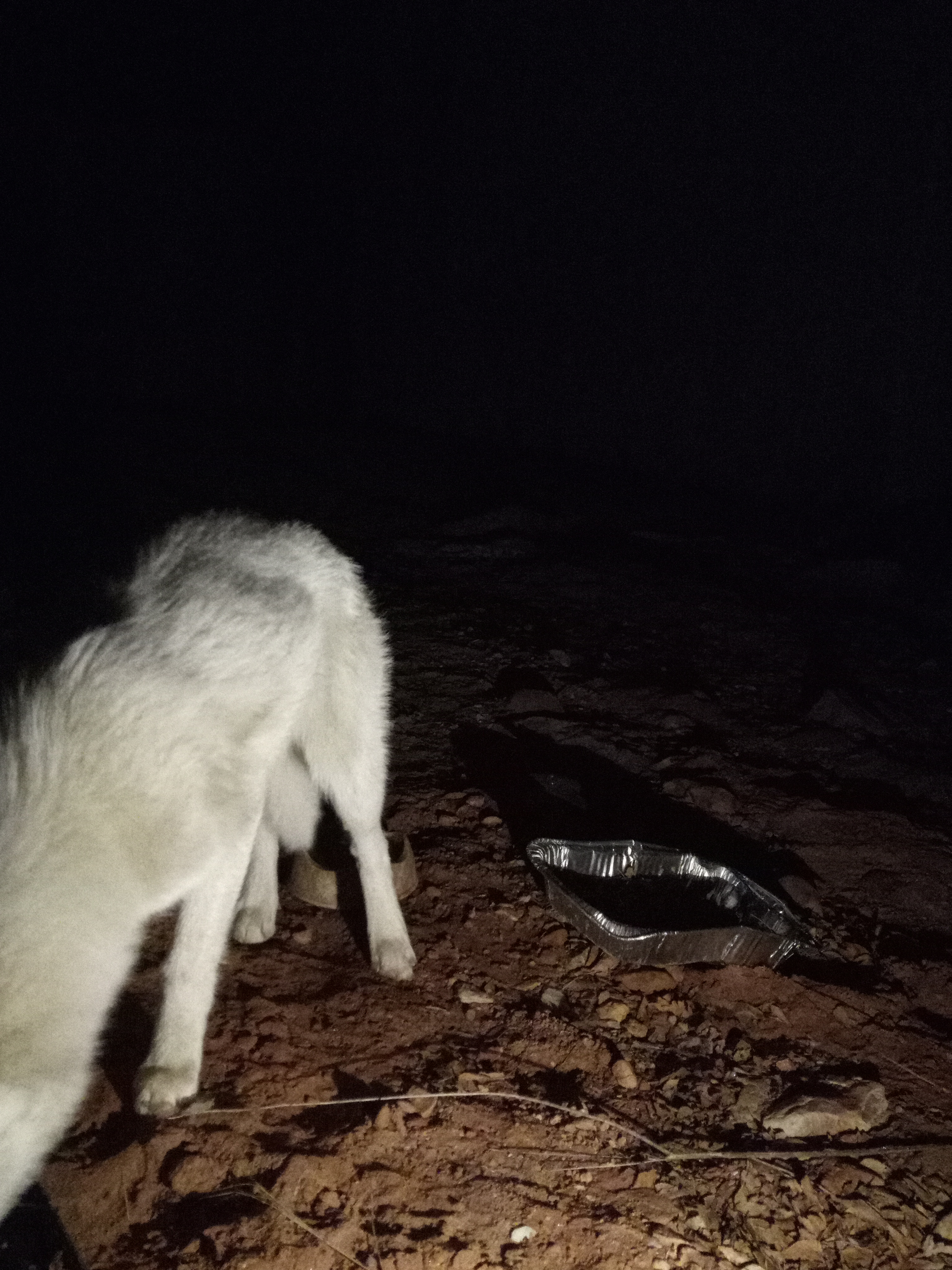 Raw animal camera upload (unprocessed). File: mot-det-20251229-204830.jpg.