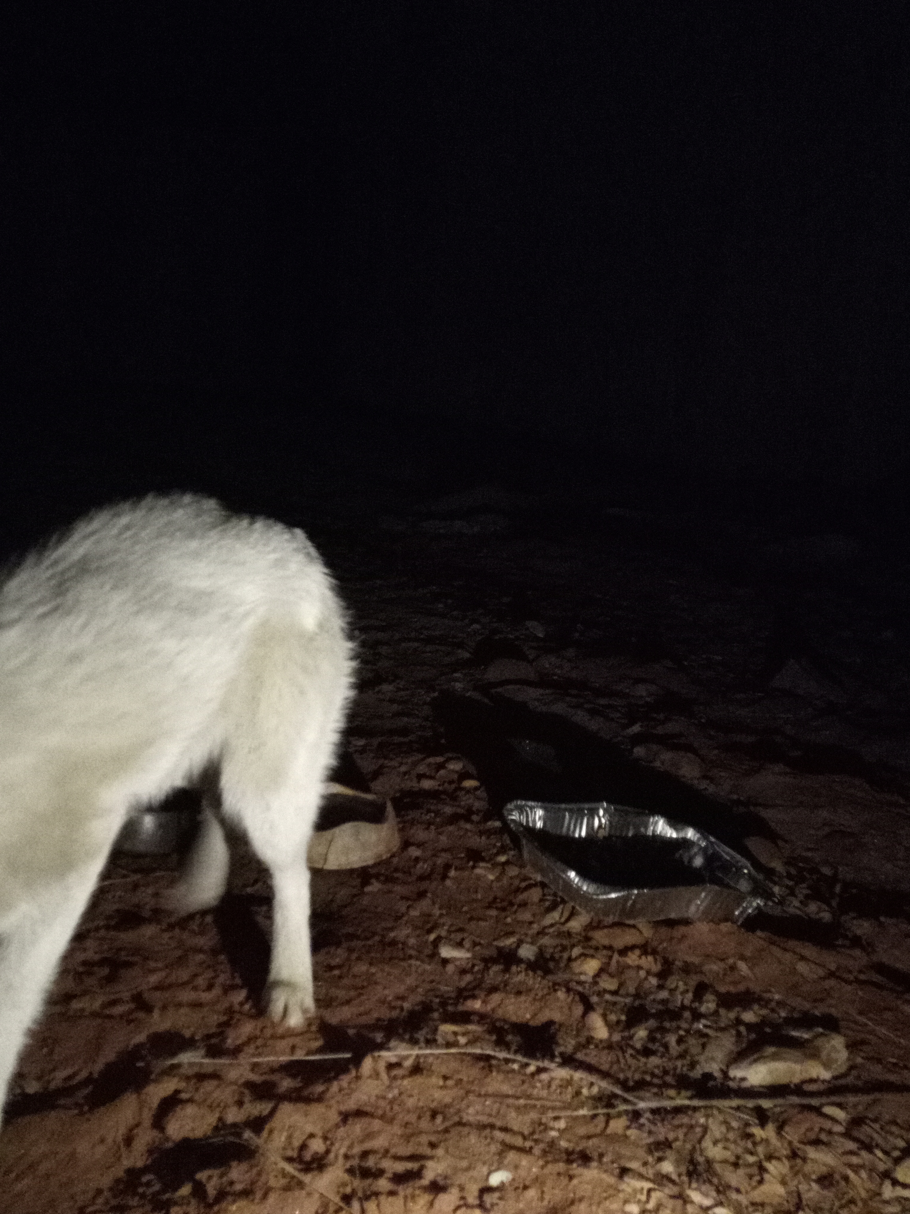 Raw animal camera upload (unprocessed). File: mot-det-20251229-204836.jpg.