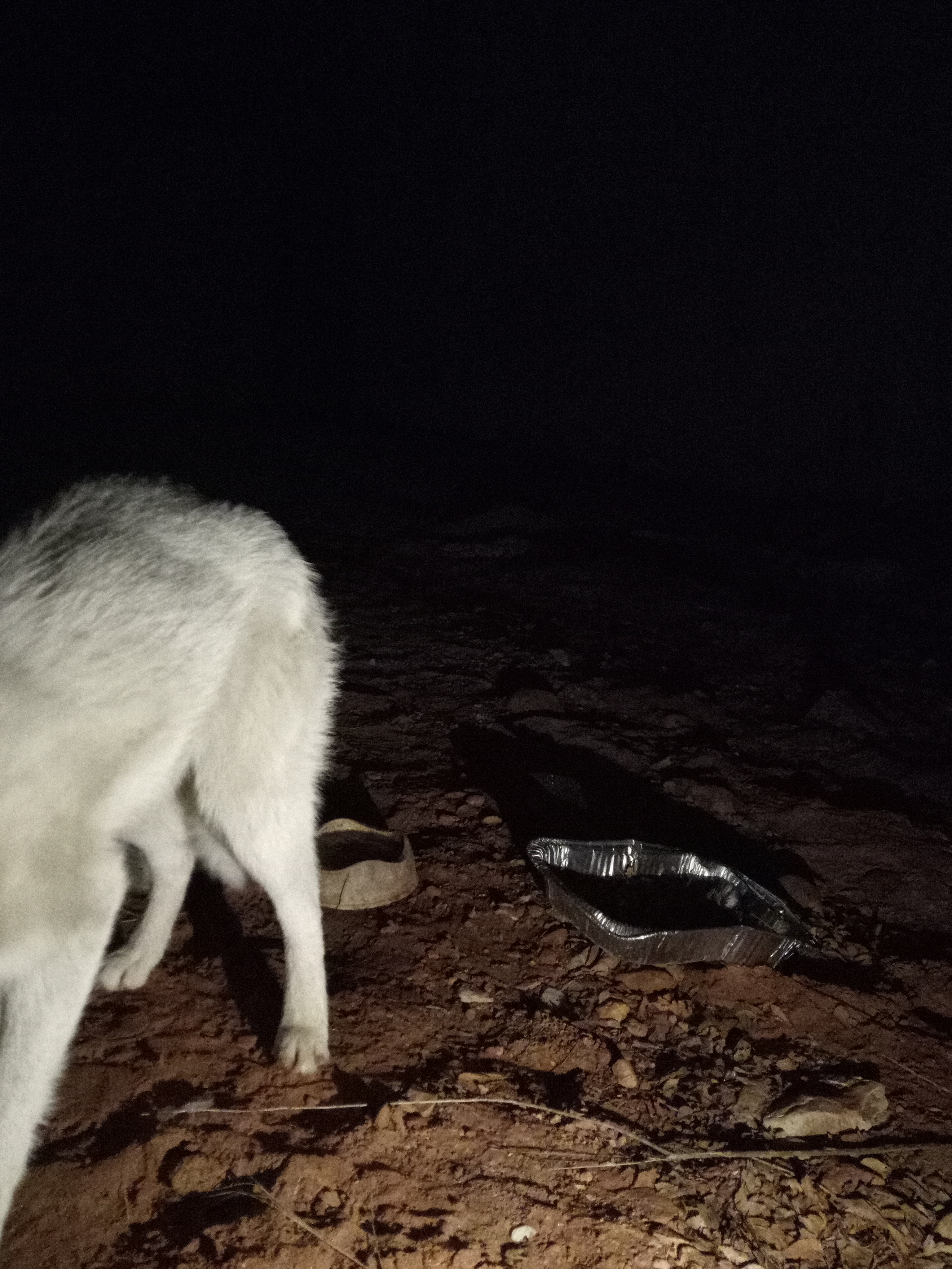 Raw animal camera upload (unprocessed). File: mot-det-20251229-204843.jpg.