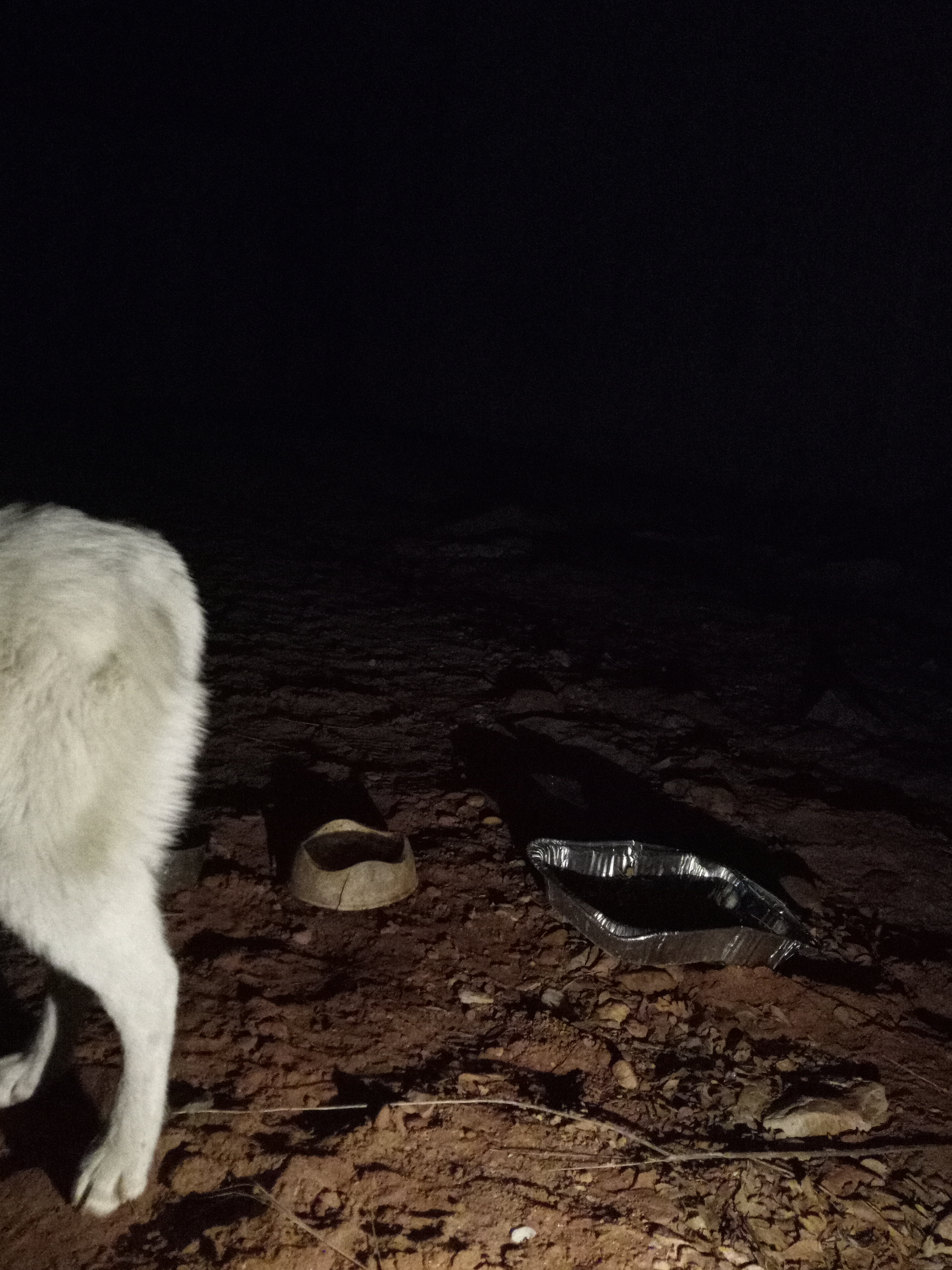 Raw animal camera upload (unprocessed). File: mot-det-20251229-204849.jpg.