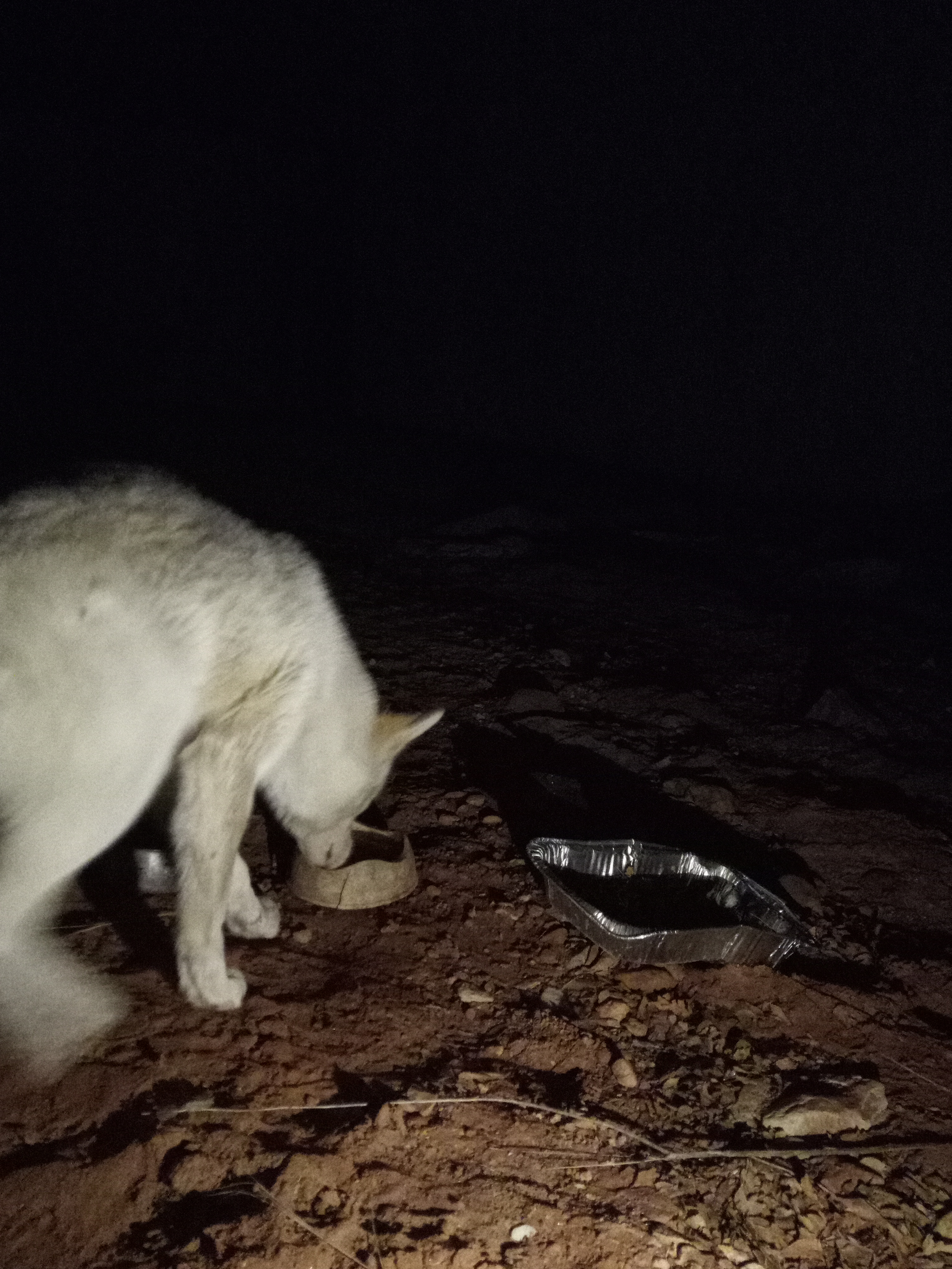 Raw animal camera upload (unprocessed). File: mot-det-20251229-204904.jpg.