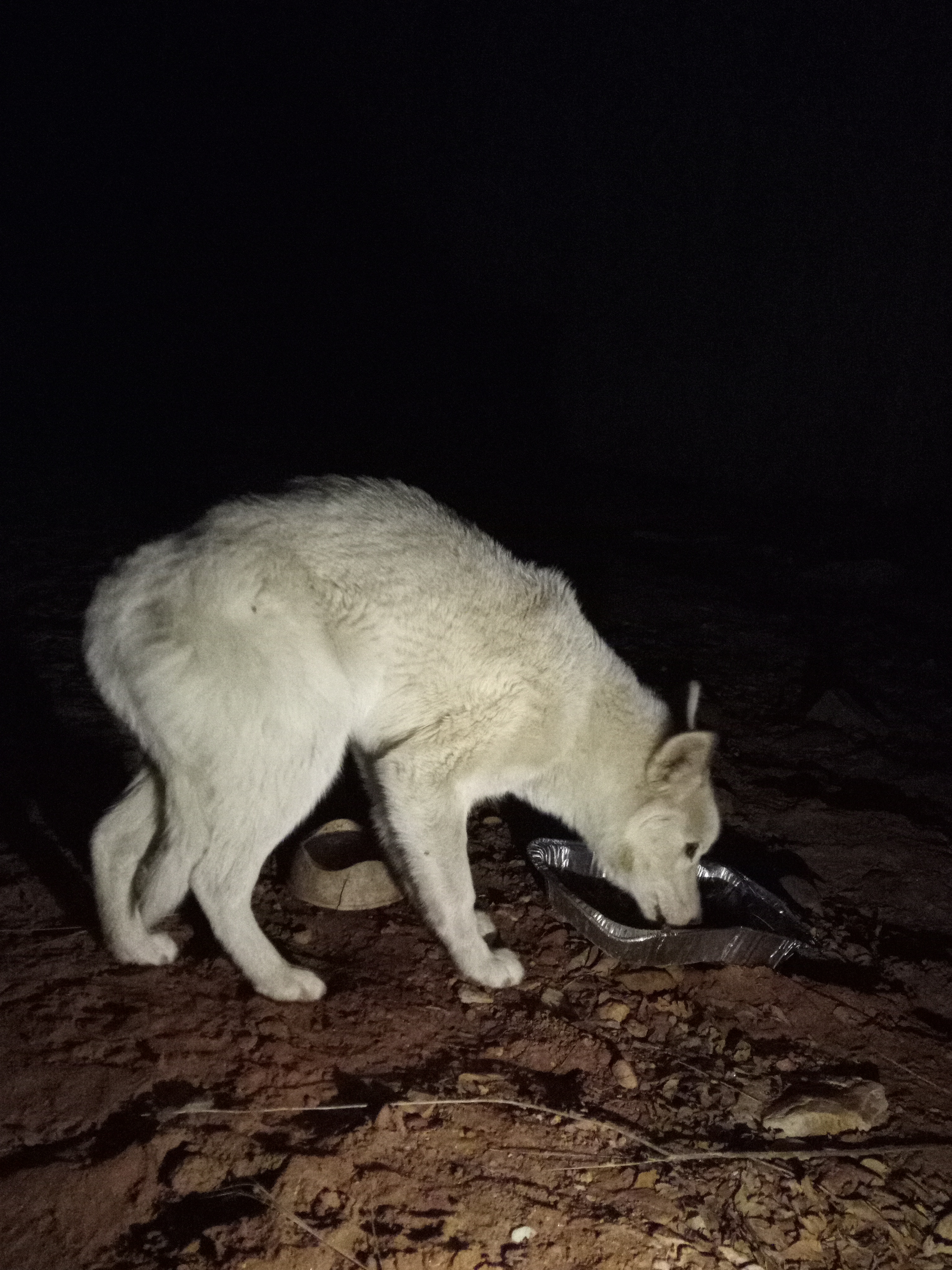 Raw animal camera upload (unprocessed). File: mot-det-20251229-204918.jpg.