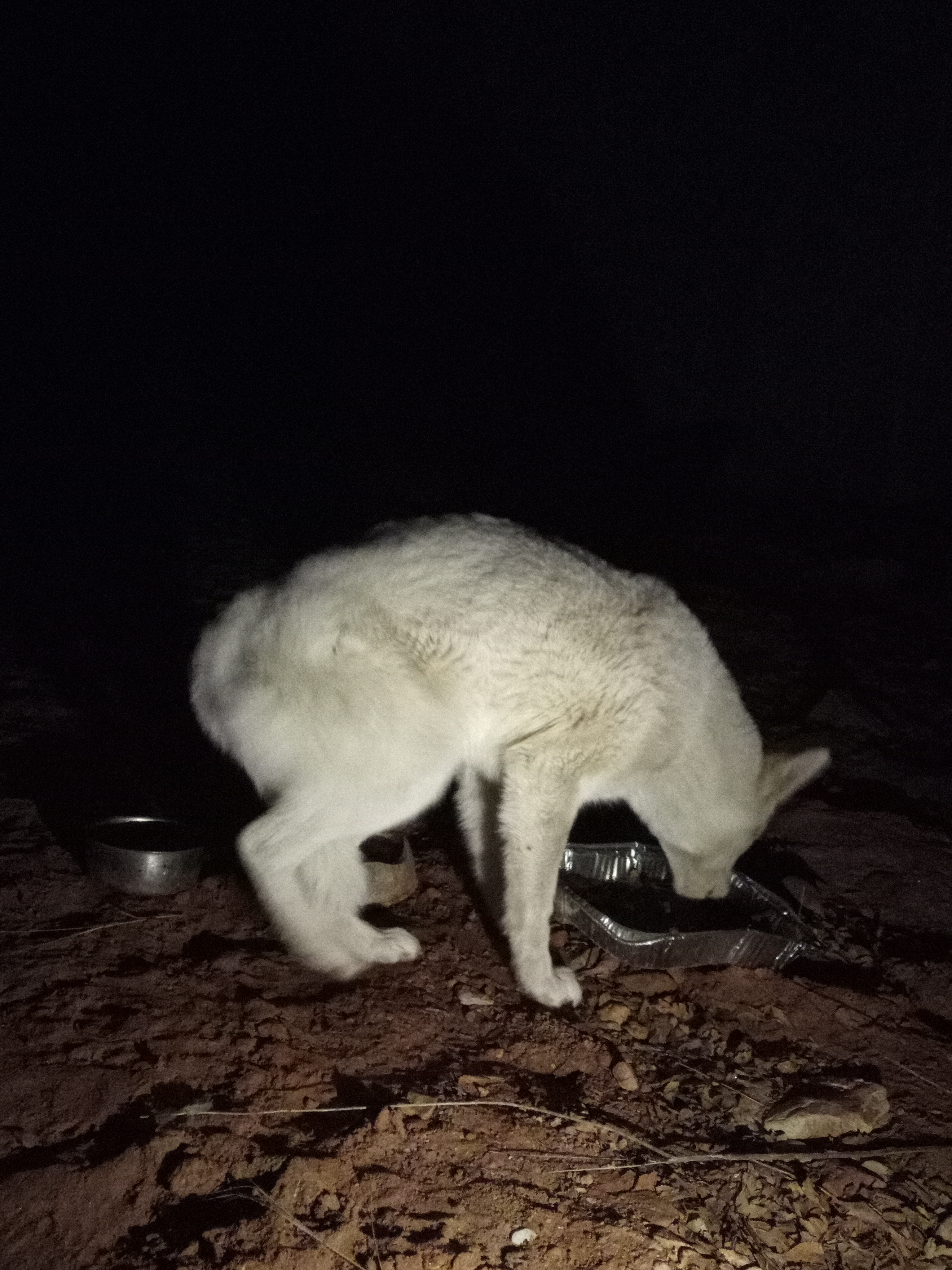 Raw animal camera upload (unprocessed). File: mot-det-20251229-204950.jpg.