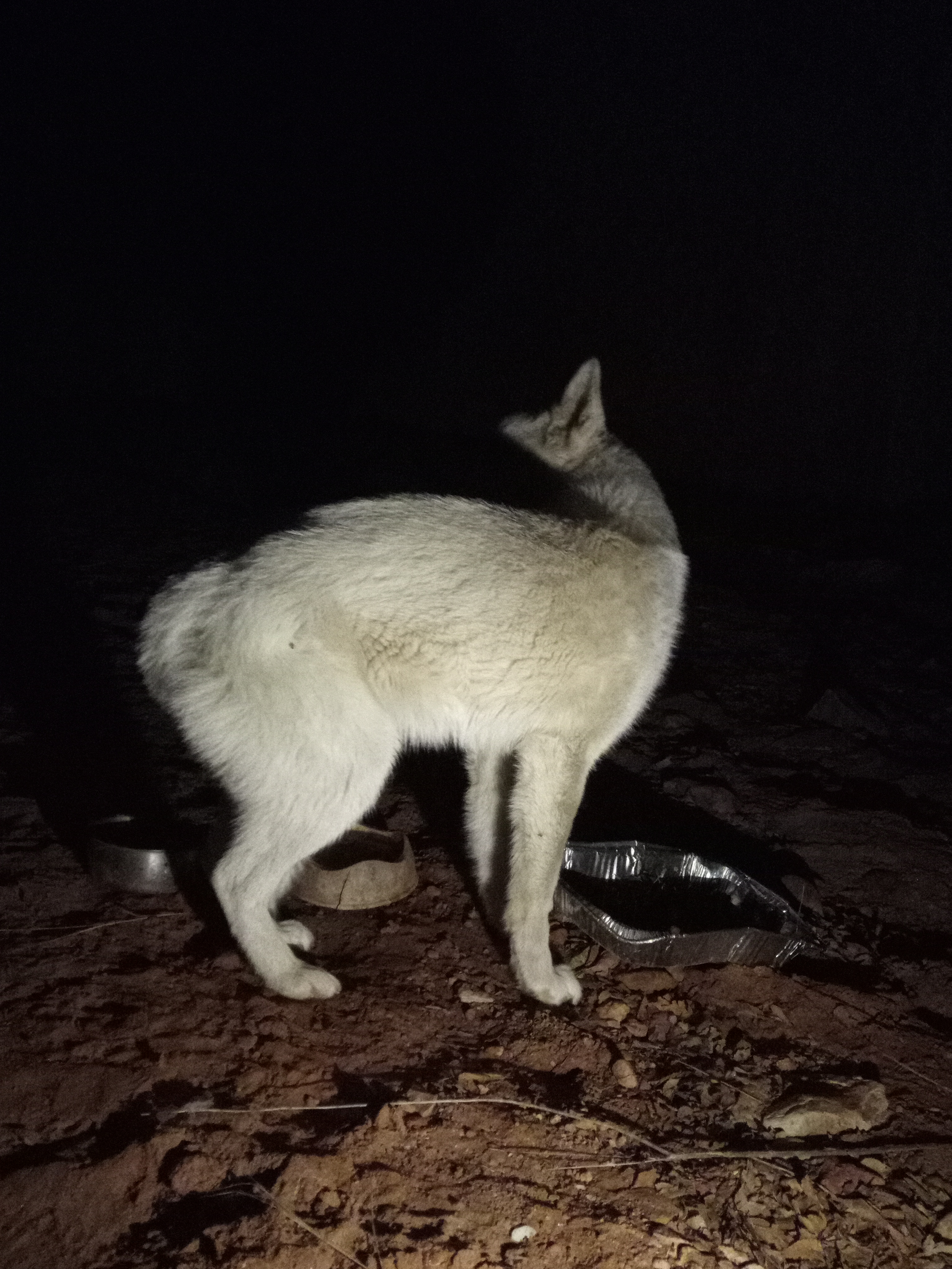 Raw animal camera upload (unprocessed). File: mot-det-20251229-205043.jpg.