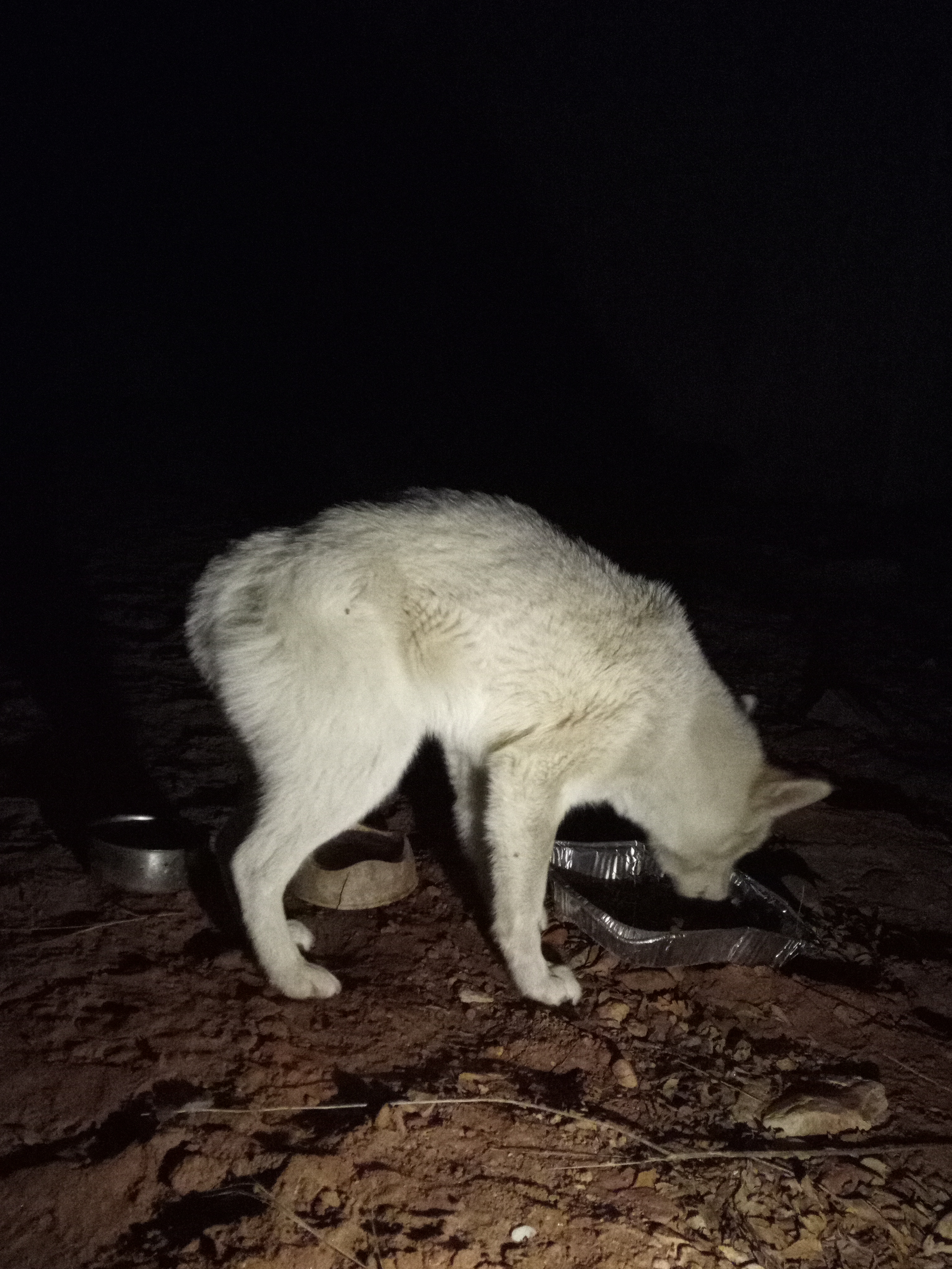 Raw animal camera upload (unprocessed). File: mot-det-20251229-205046.jpg.