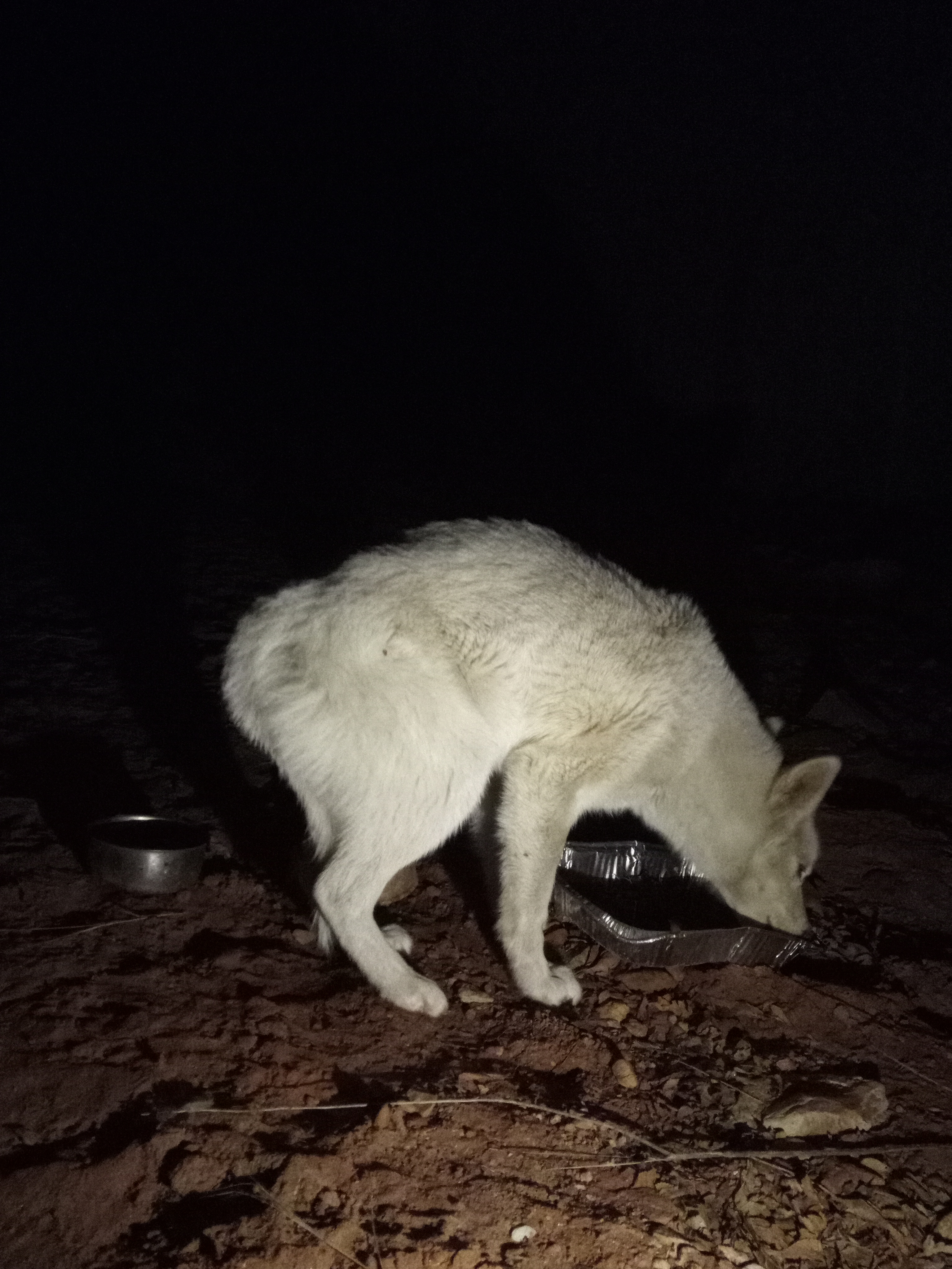 Raw animal camera upload (unprocessed). File: mot-det-20251229-205059.jpg.