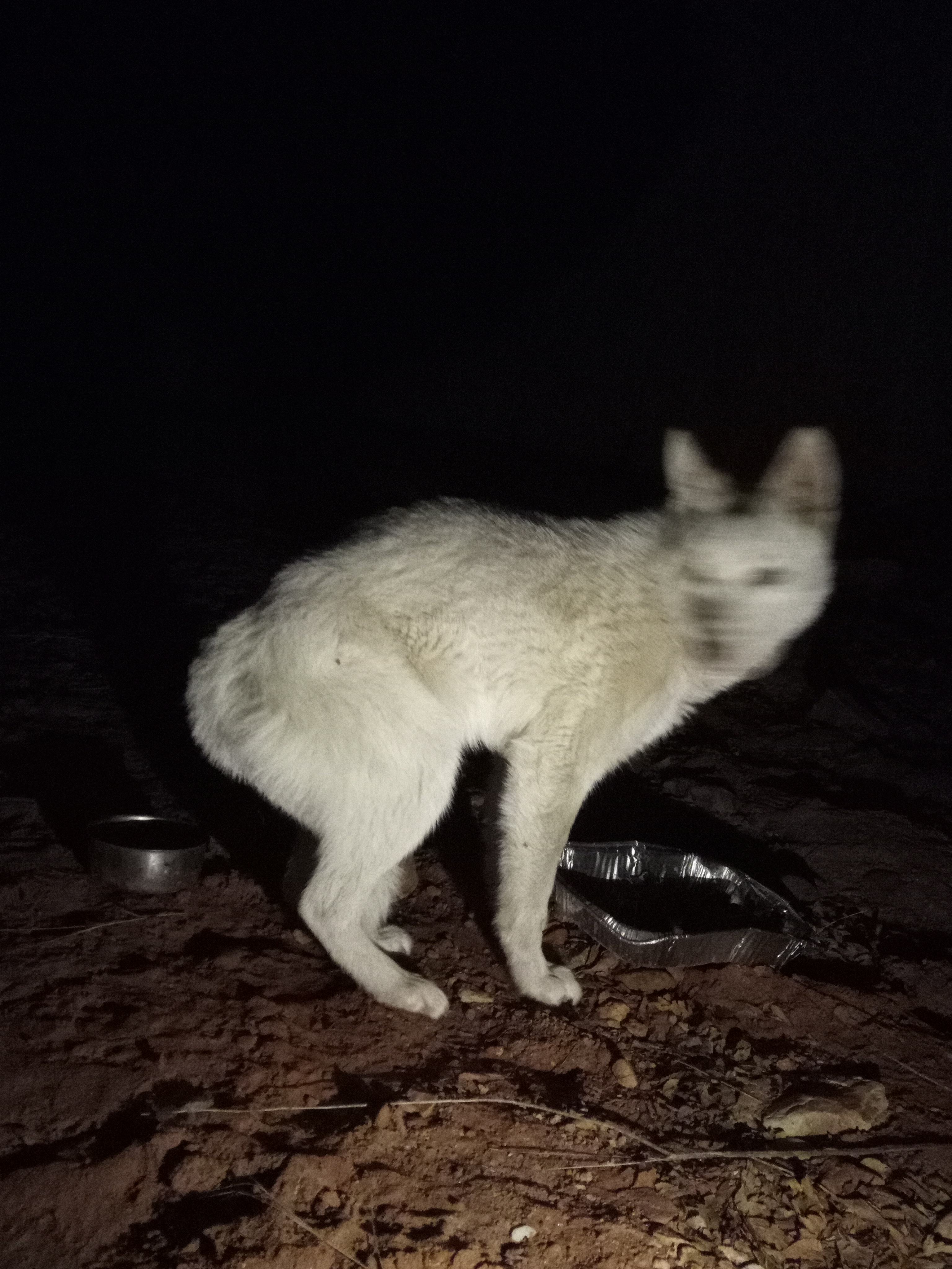 Raw animal camera upload (unprocessed). File: mot-det-20251229-205111.jpg.