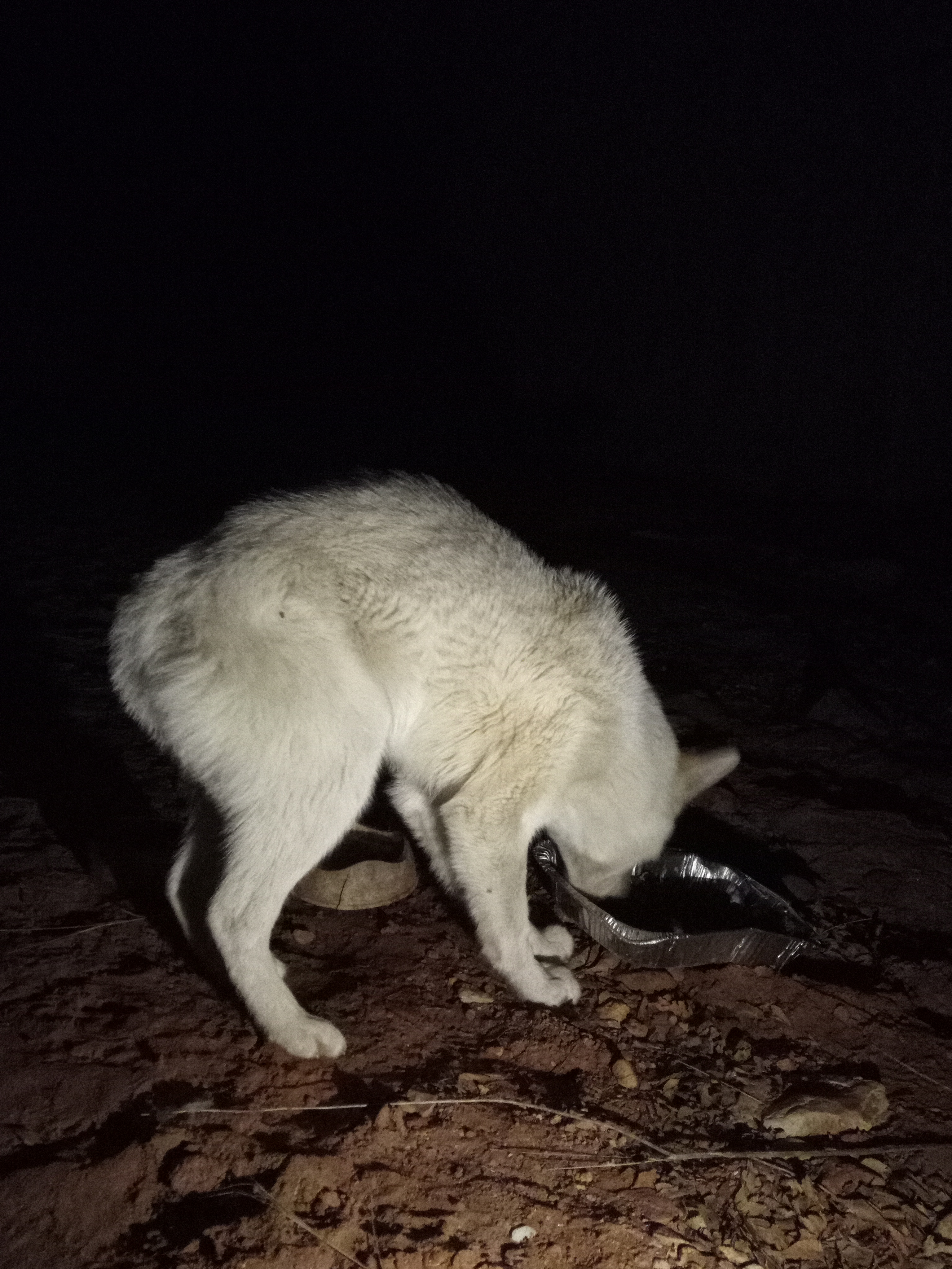 Raw animal camera upload (unprocessed). File: mot-det-20251229-205132.jpg.