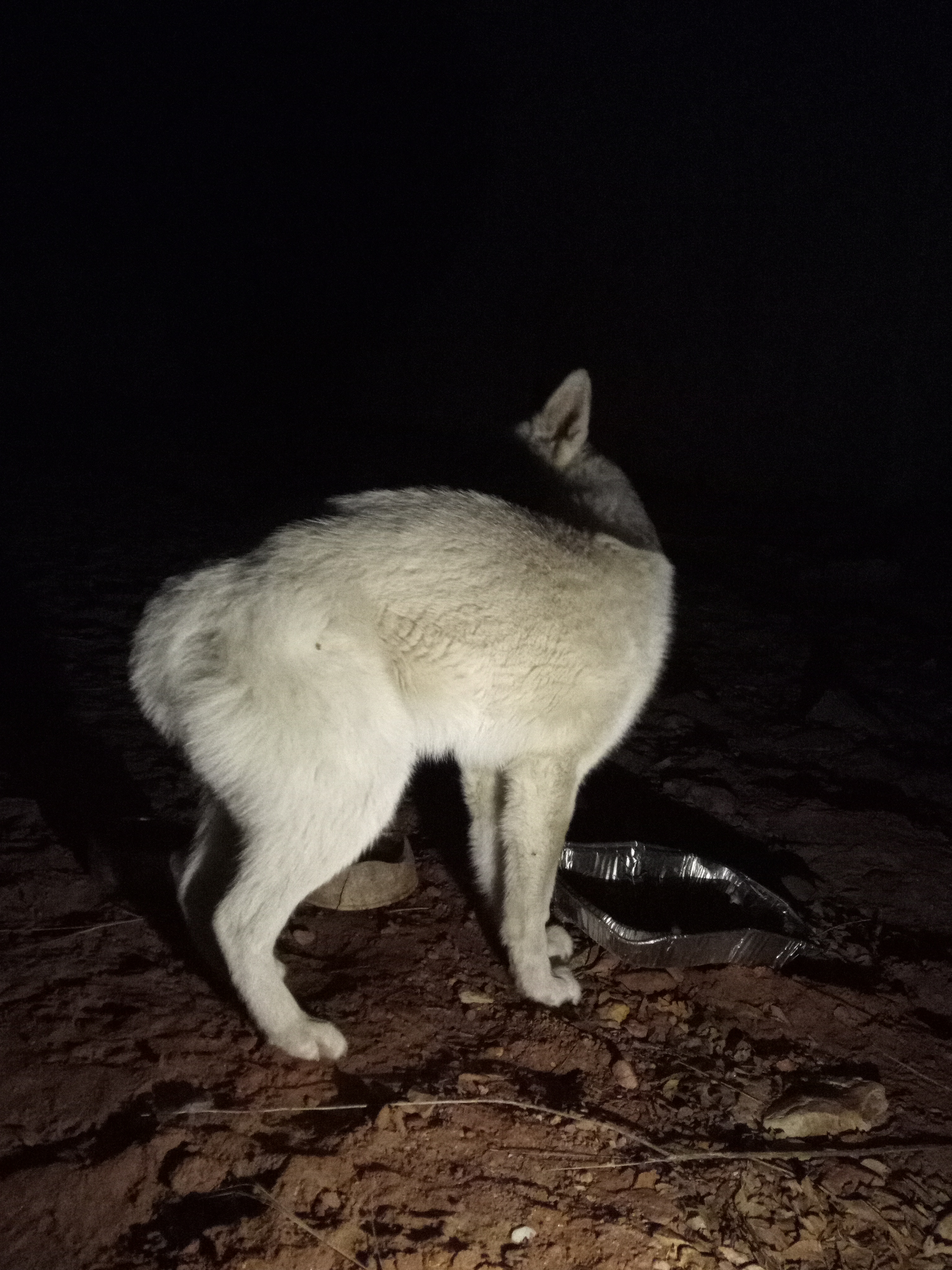 Raw animal camera upload (unprocessed). File: mot-det-20251229-205146.jpg.