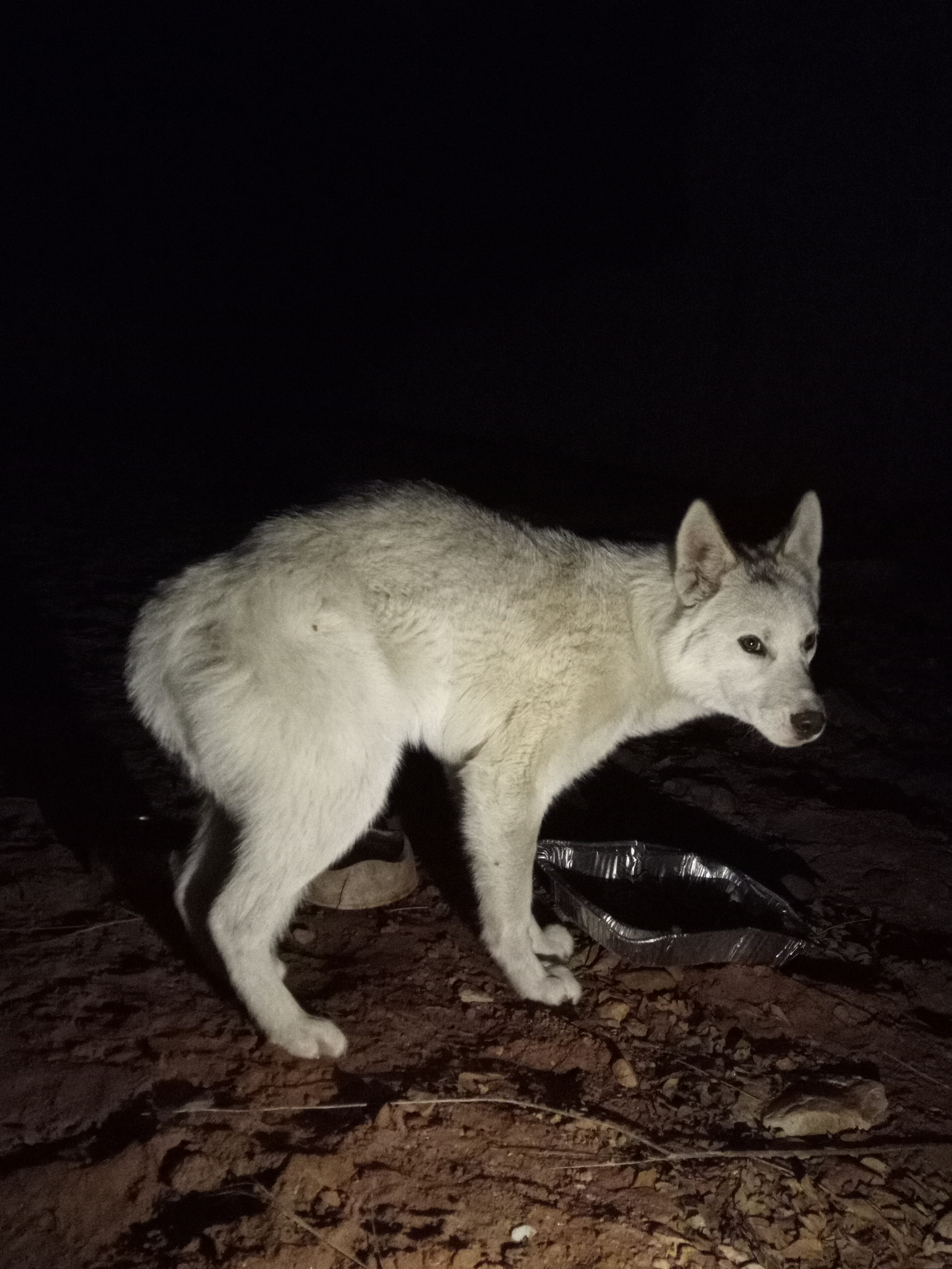 Raw animal camera upload (unprocessed). File: mot-det-20251229-205210.jpg.