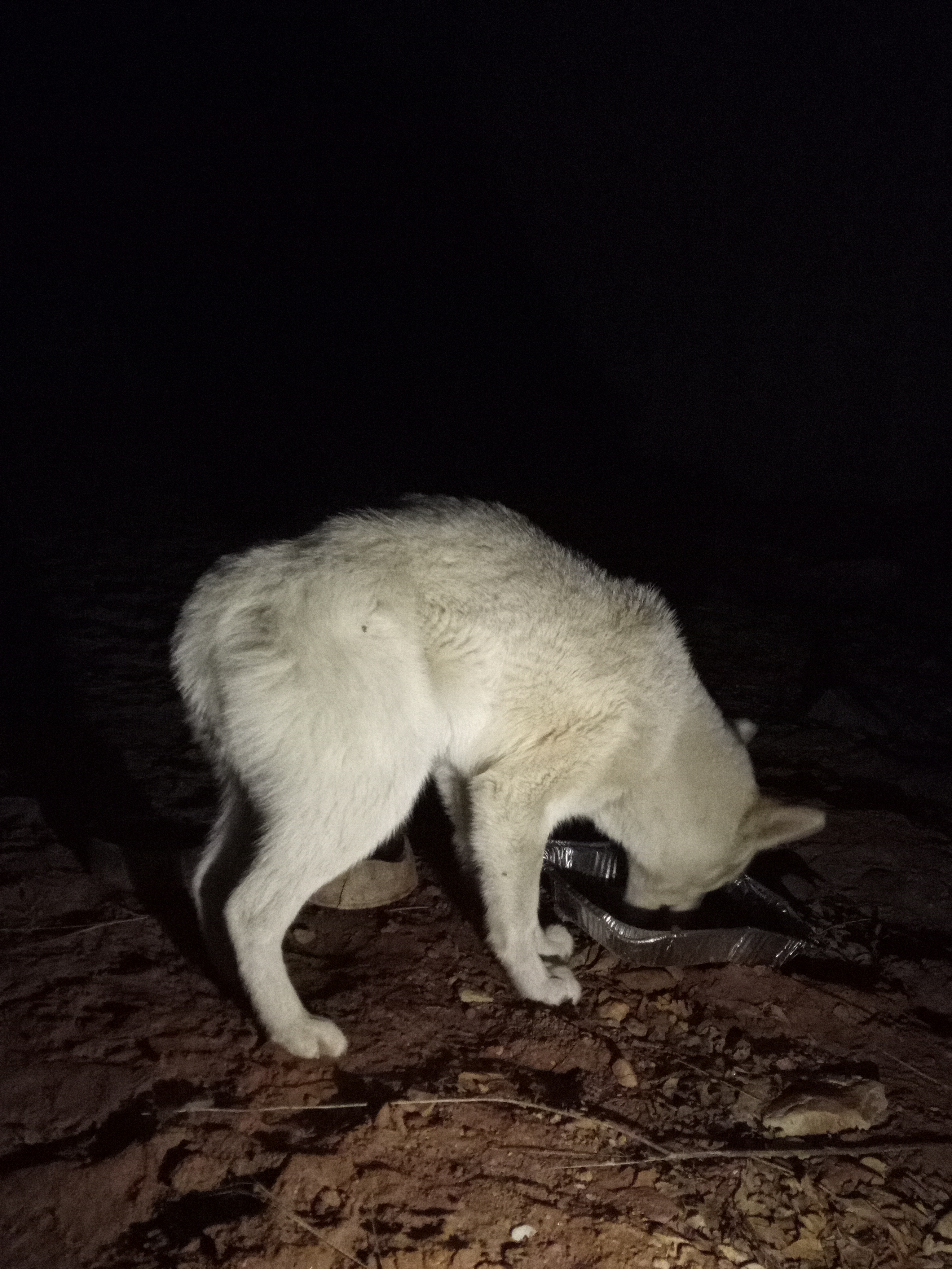 Raw animal camera upload (unprocessed). File: mot-det-20251229-205213.jpg.