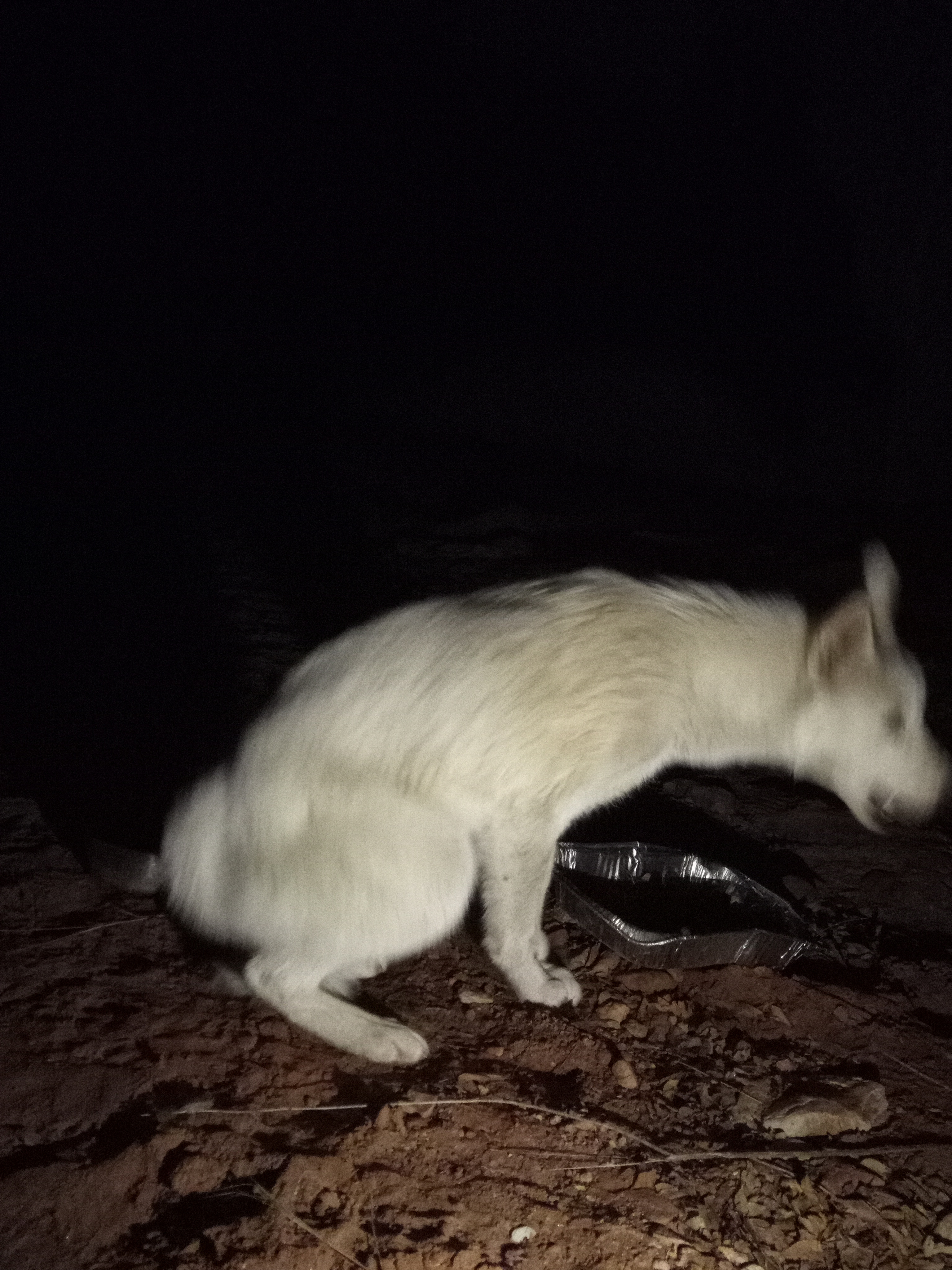 Raw animal camera upload (unprocessed). File: mot-det-20251229-205239.jpg.