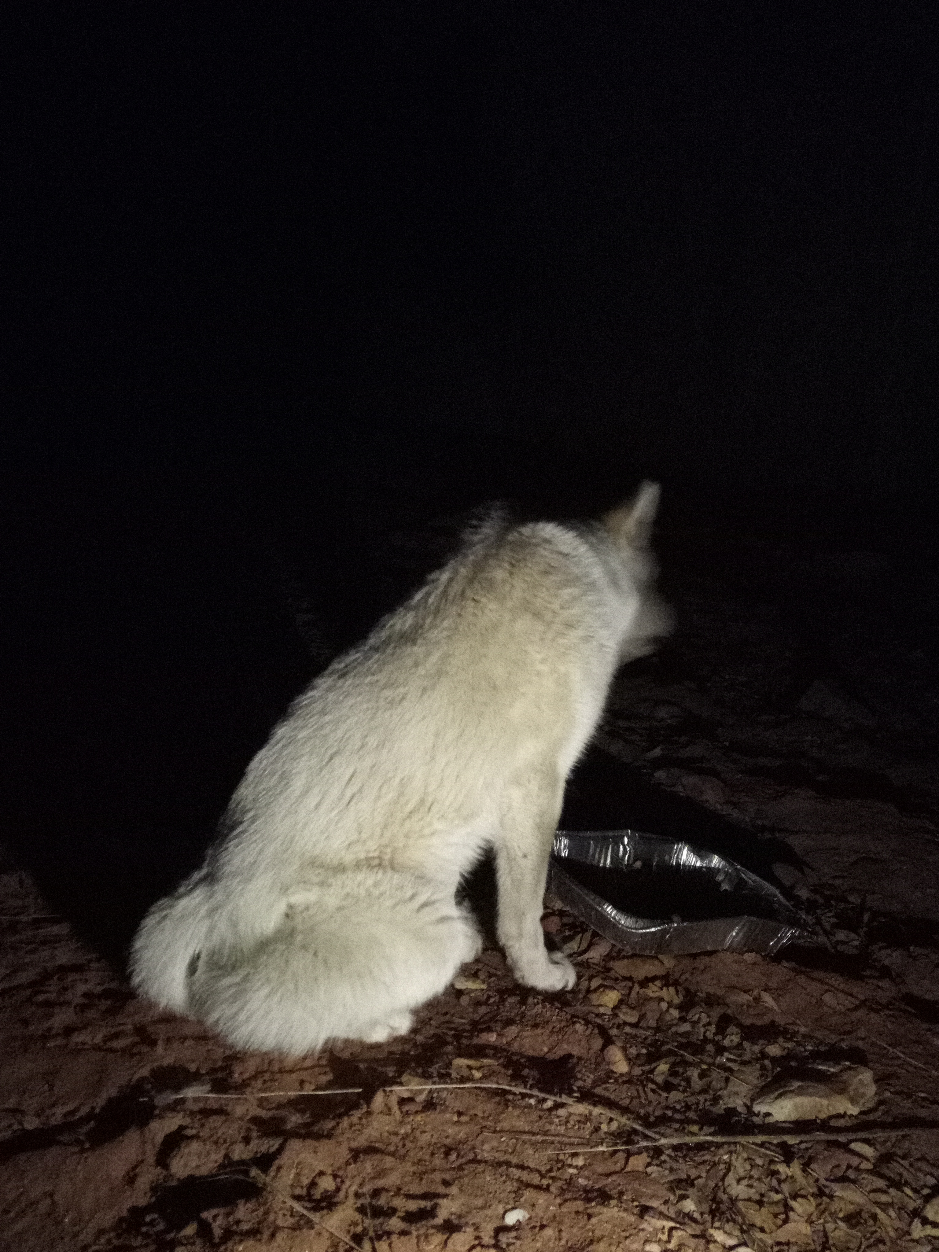 Raw animal camera upload (unprocessed). File: mot-det-20251229-205242.jpg.