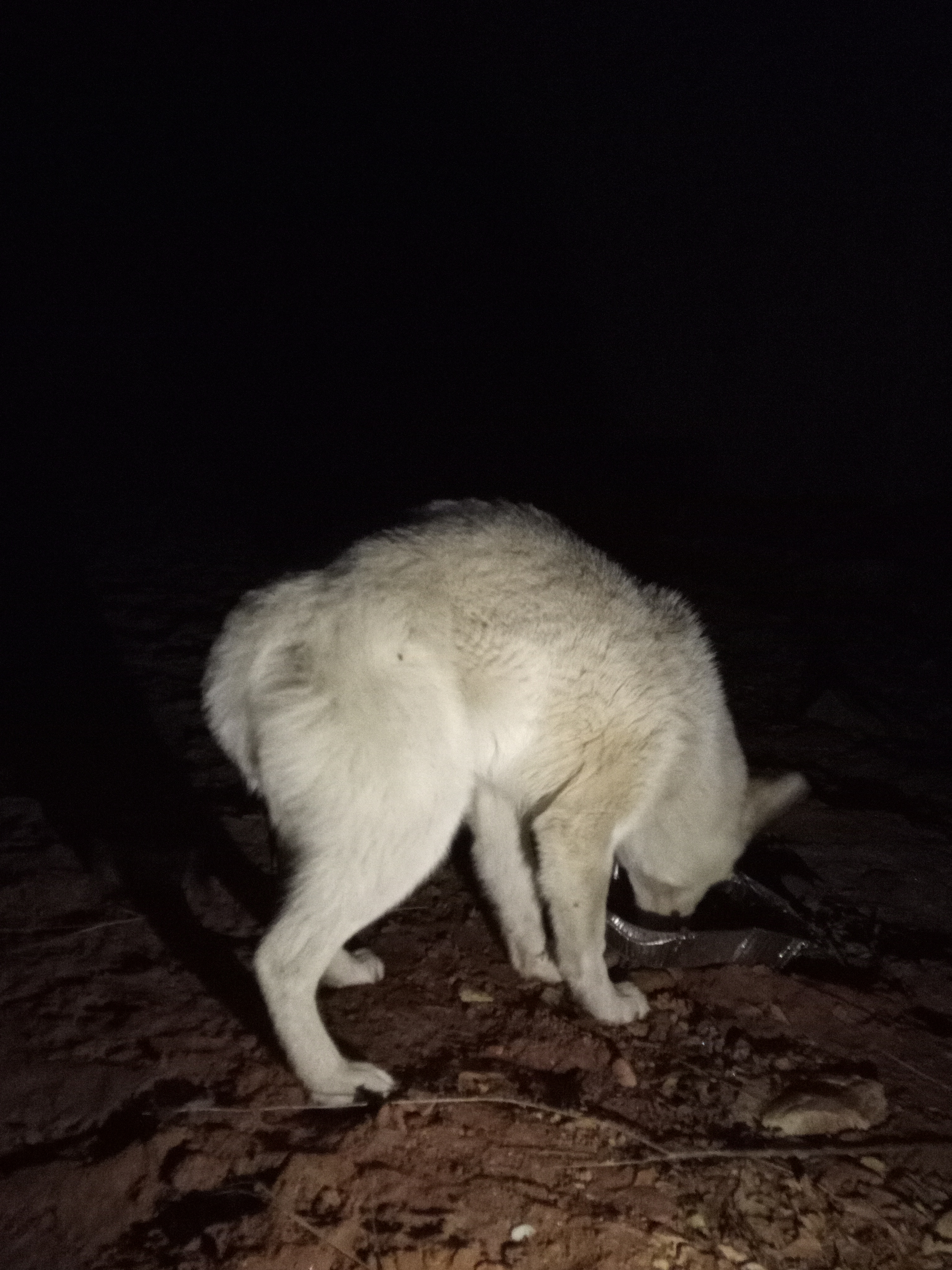 Raw animal camera upload (unprocessed). File: mot-det-20251229-205312.jpg.