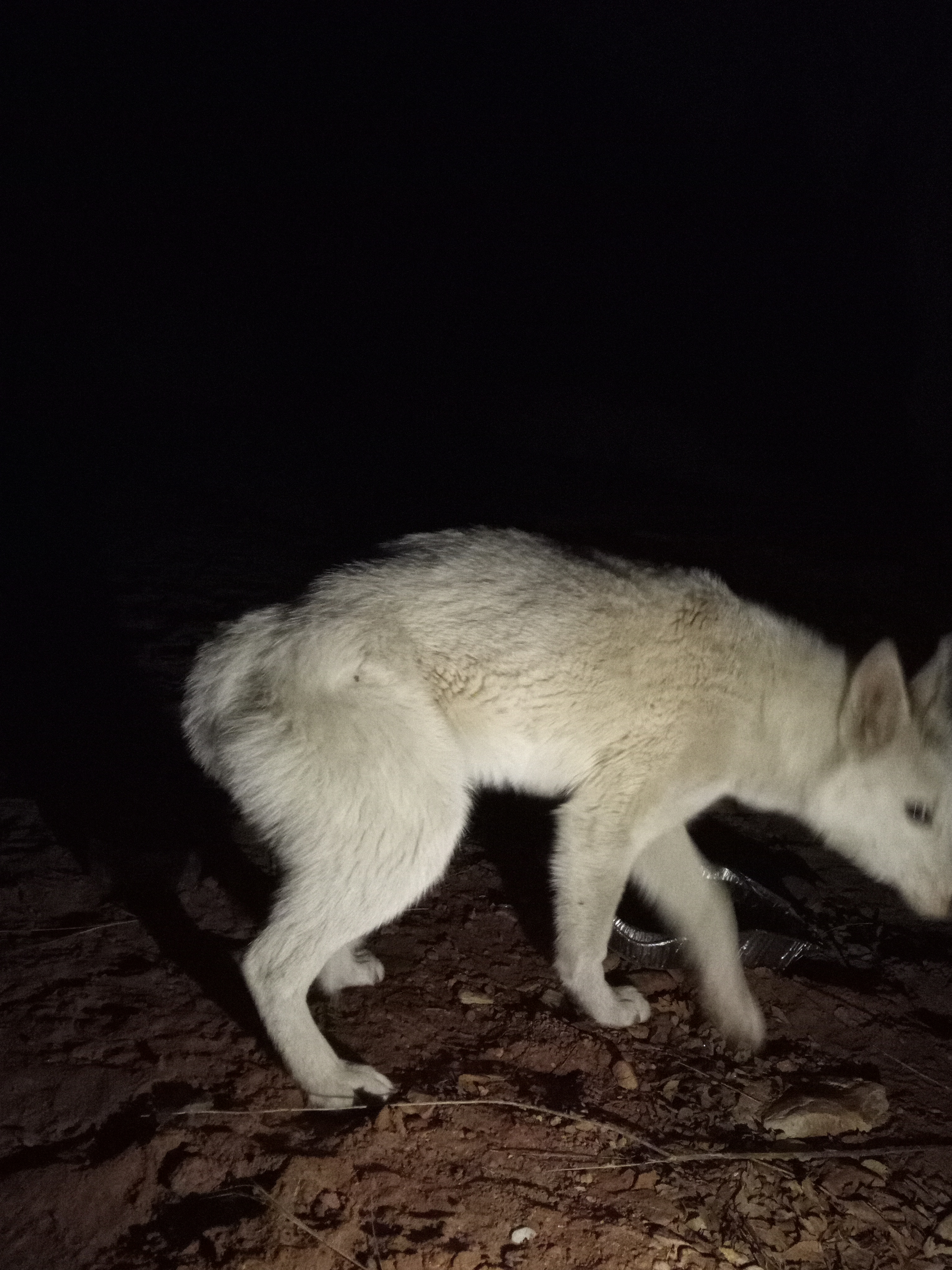 Raw animal camera upload (unprocessed). File: mot-det-20251229-205320.jpg.