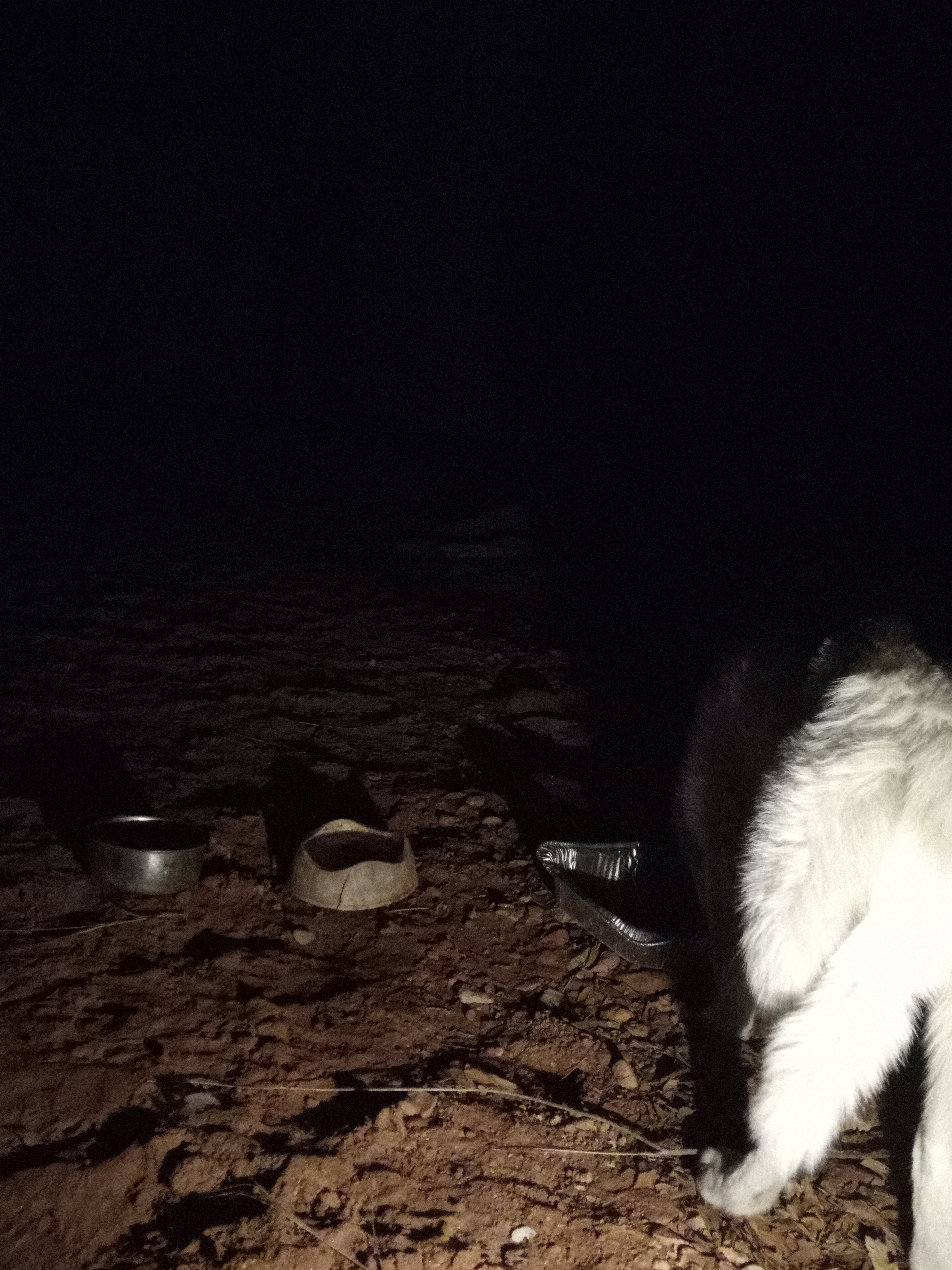 Raw animal camera upload (unprocessed). File: mot-det-20251229-205327.jpg.