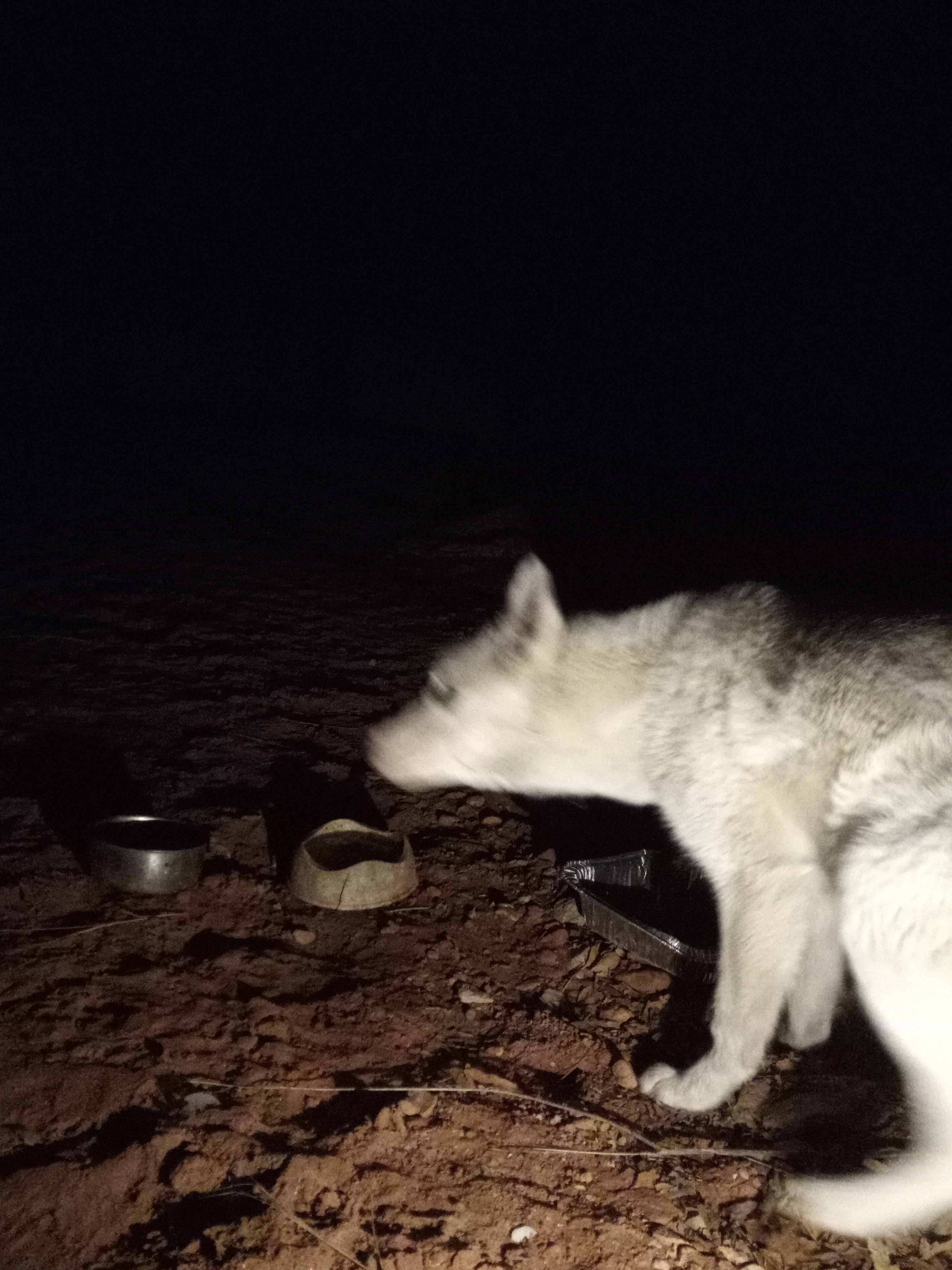 Raw animal camera upload (unprocessed). File: mot-det-20251229-205403.jpg.