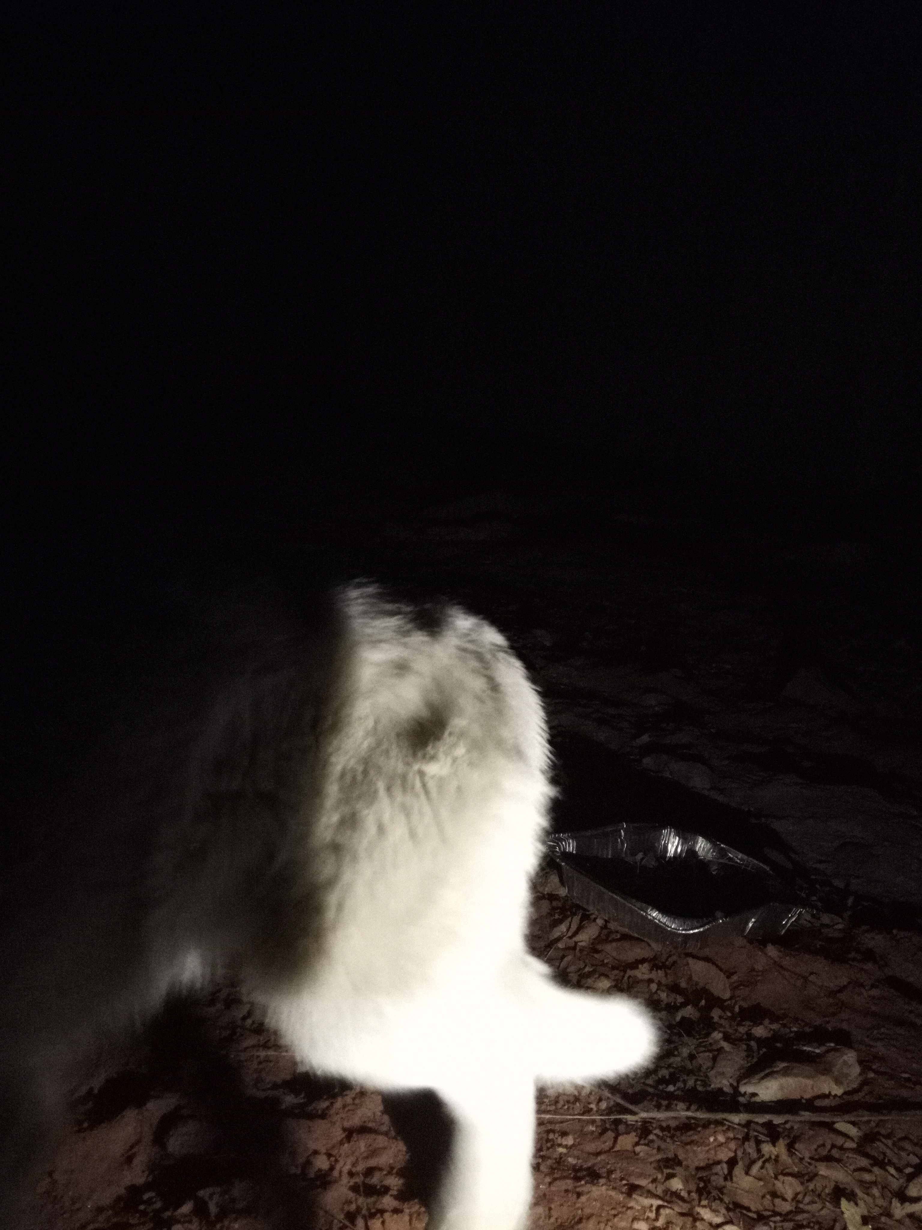 Raw animal camera upload (unprocessed). File: mot-det-20251229-205406.jpg.