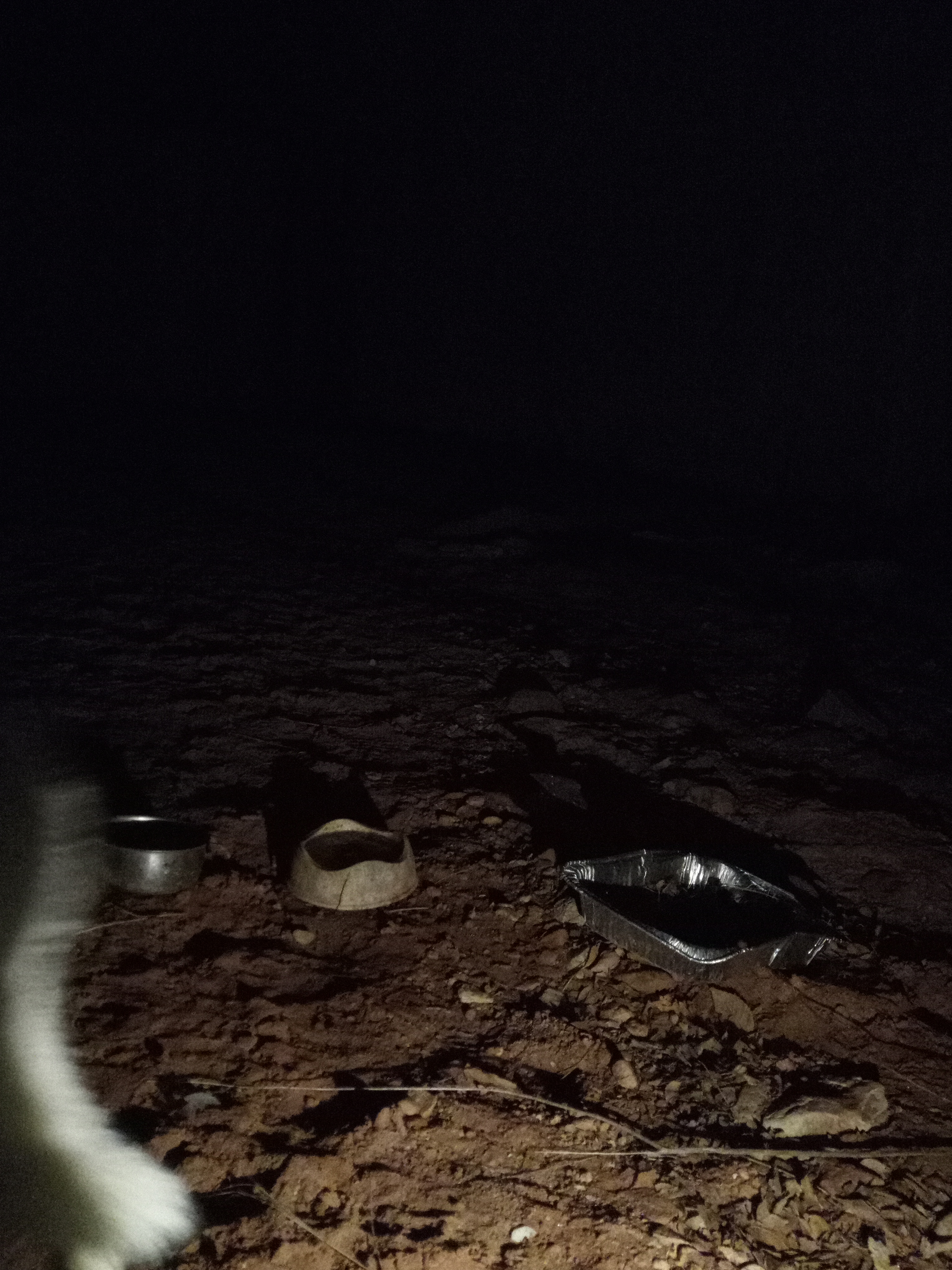 Raw animal camera upload (unprocessed). File: mot-det-20251229-205417.jpg.