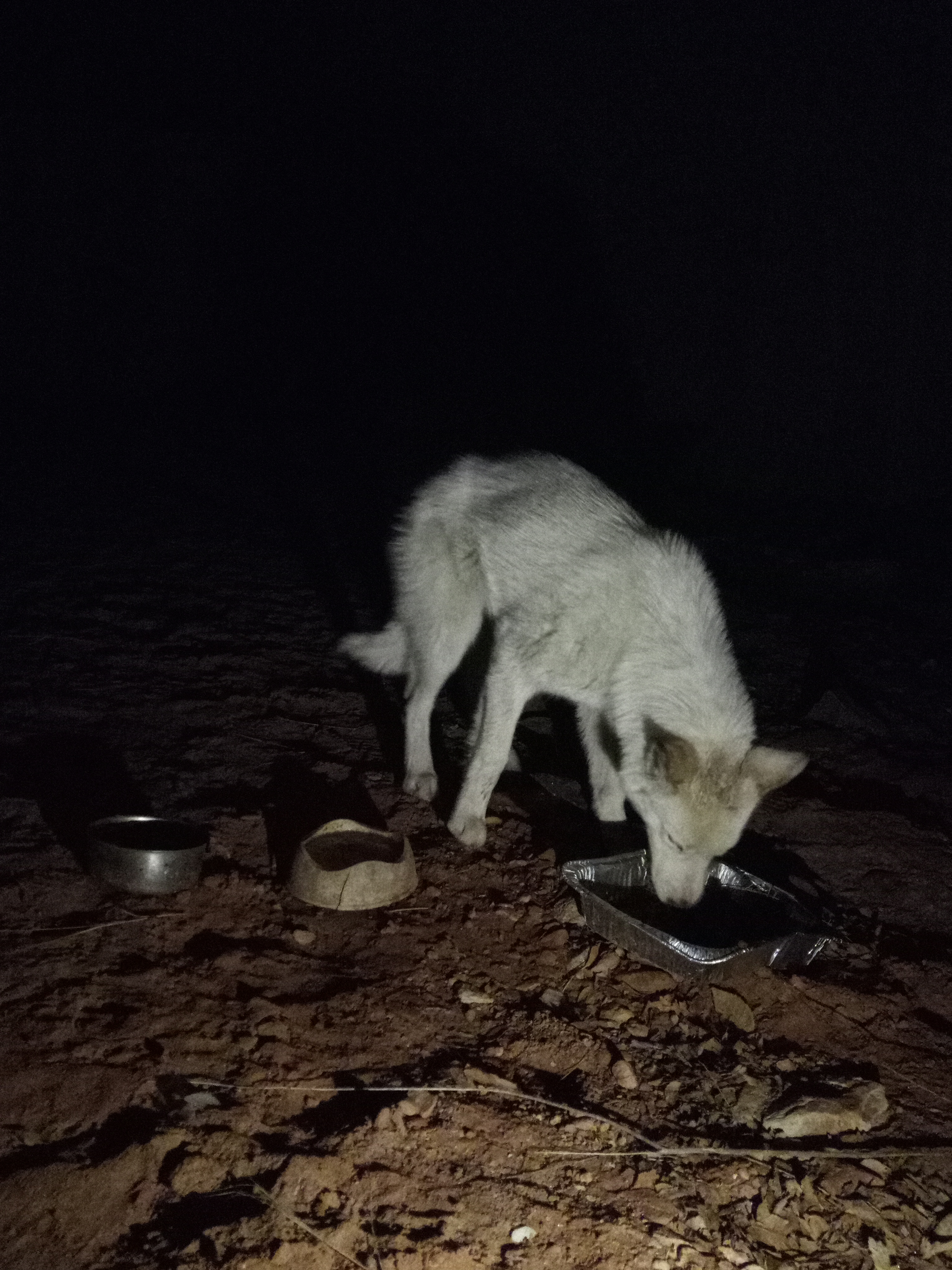 Raw animal camera upload (unprocessed). File: mot-det-20251229-205440.jpg.