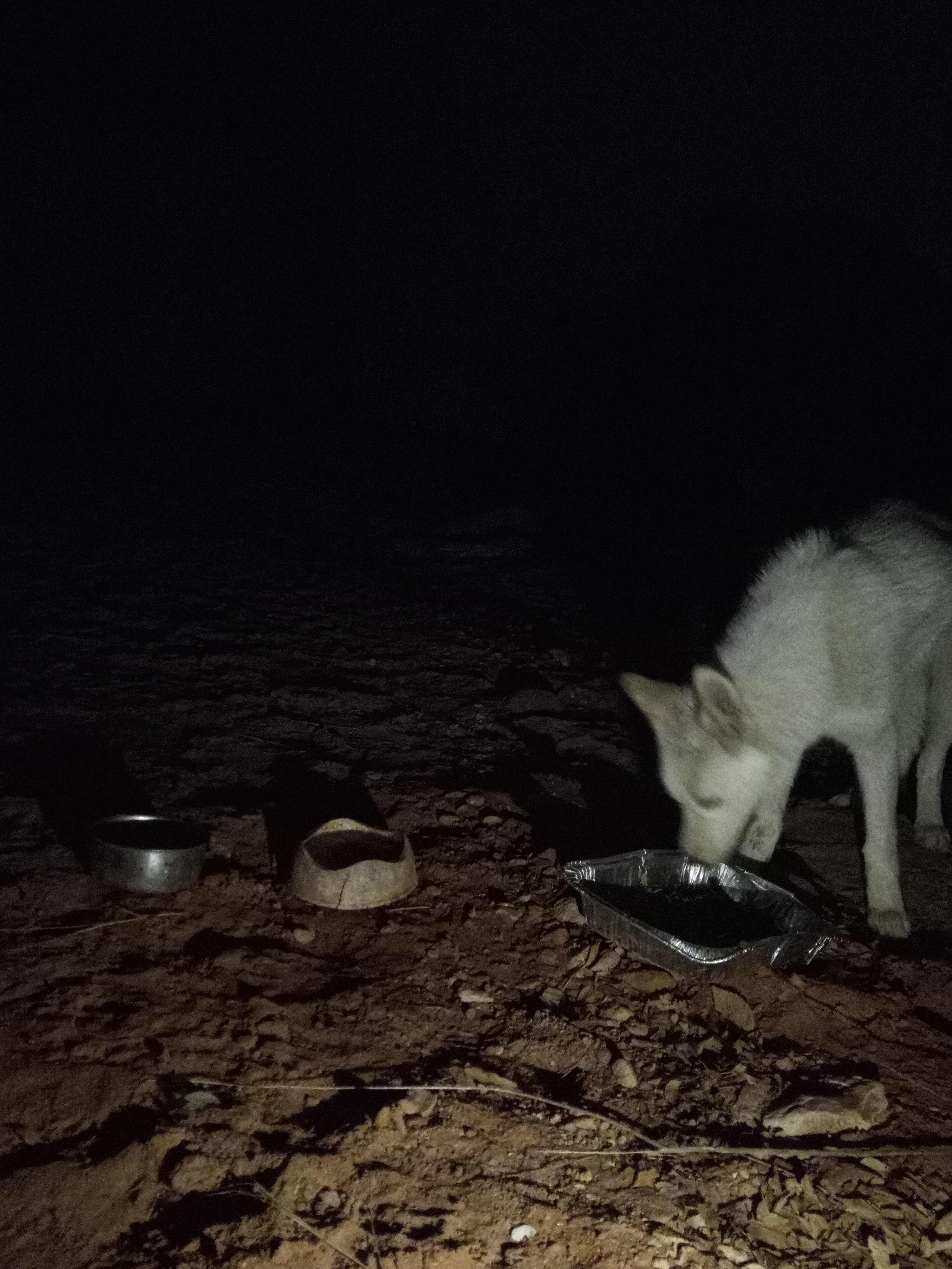 Raw animal camera upload (unprocessed). File: mot-det-20251229-205527.jpg.