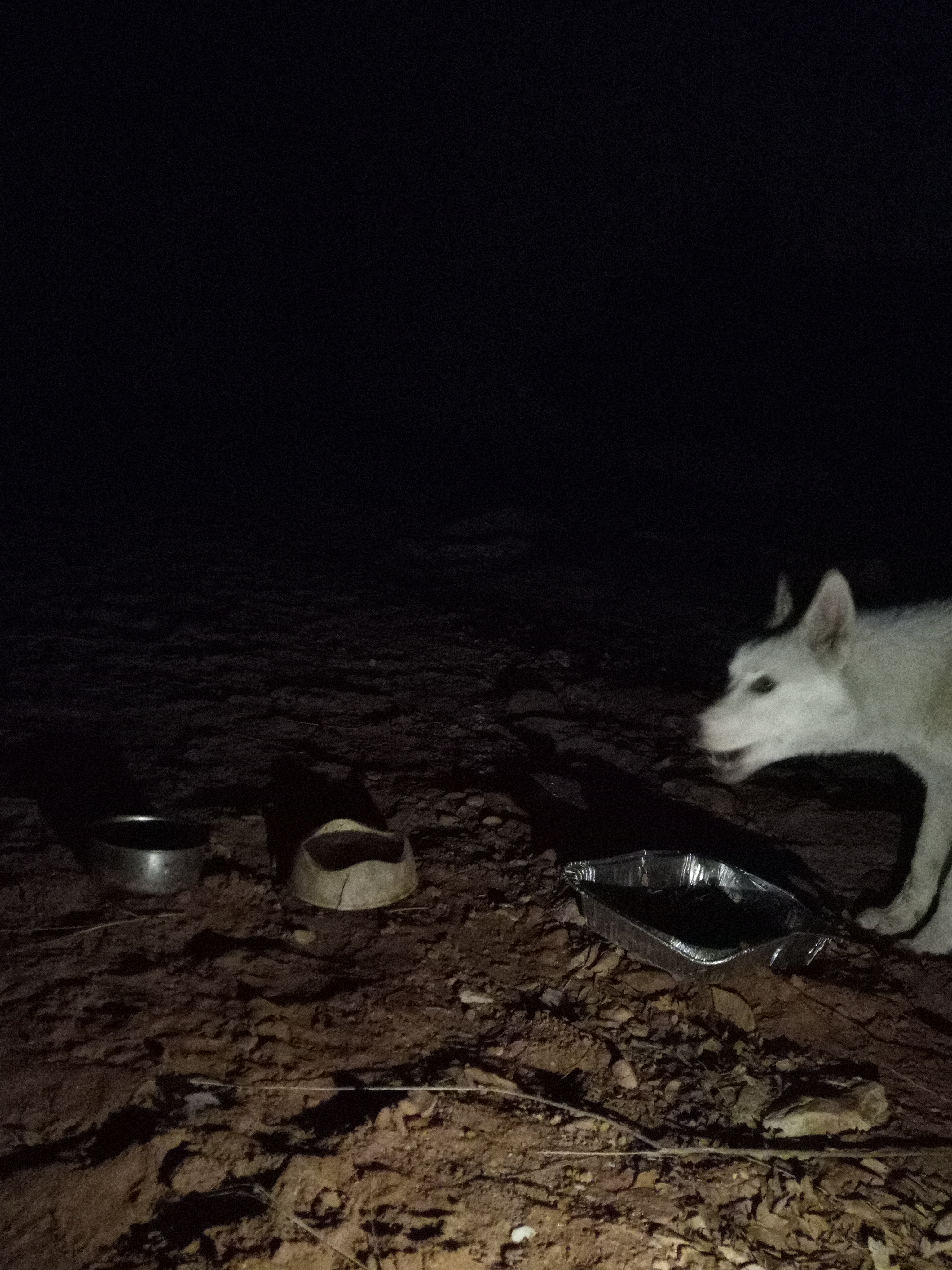 Raw animal camera upload (unprocessed). File: mot-det-20251229-205543.jpg.