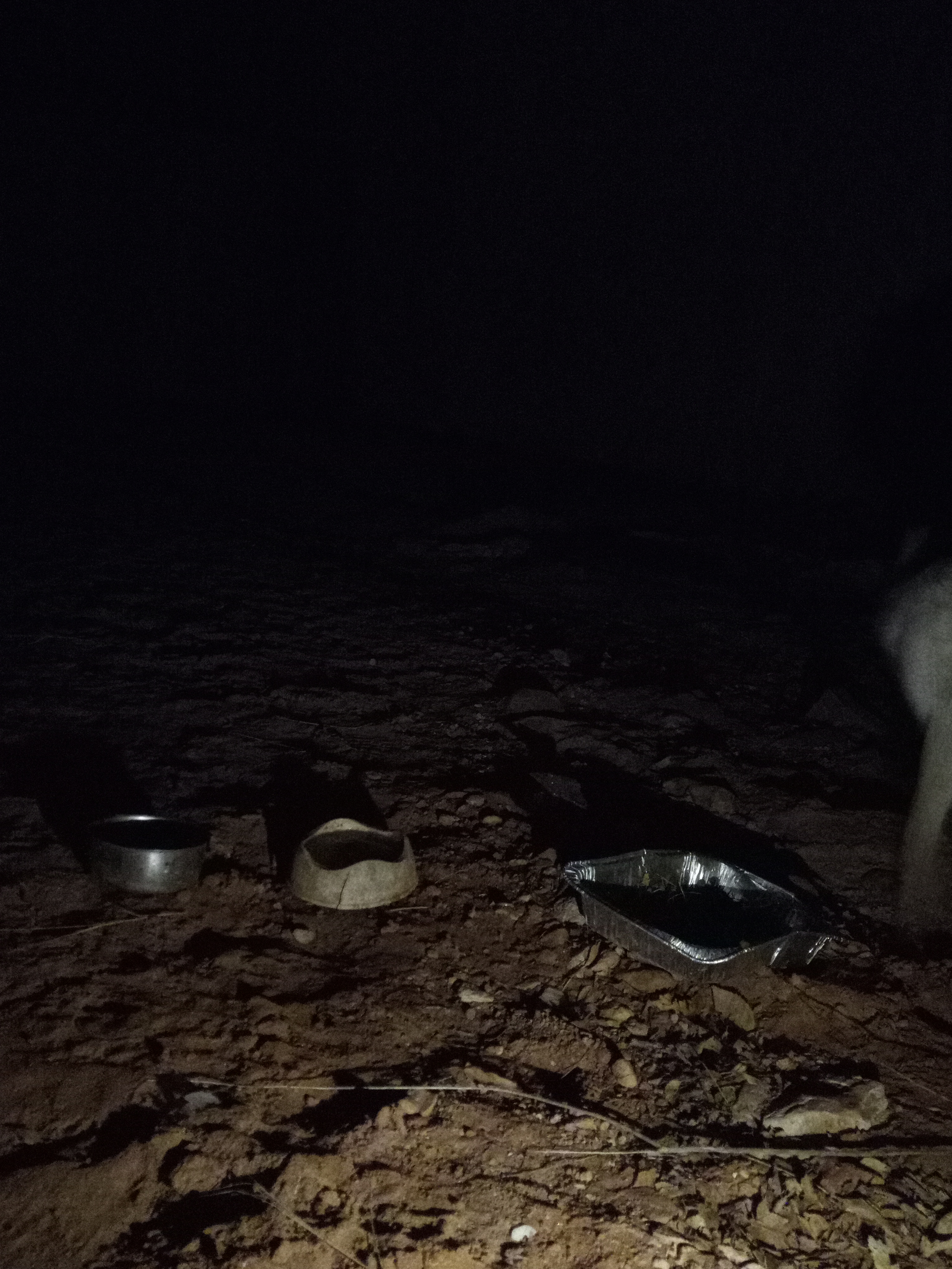 Raw animal camera upload (unprocessed). File: mot-det-20251229-205617.jpg.