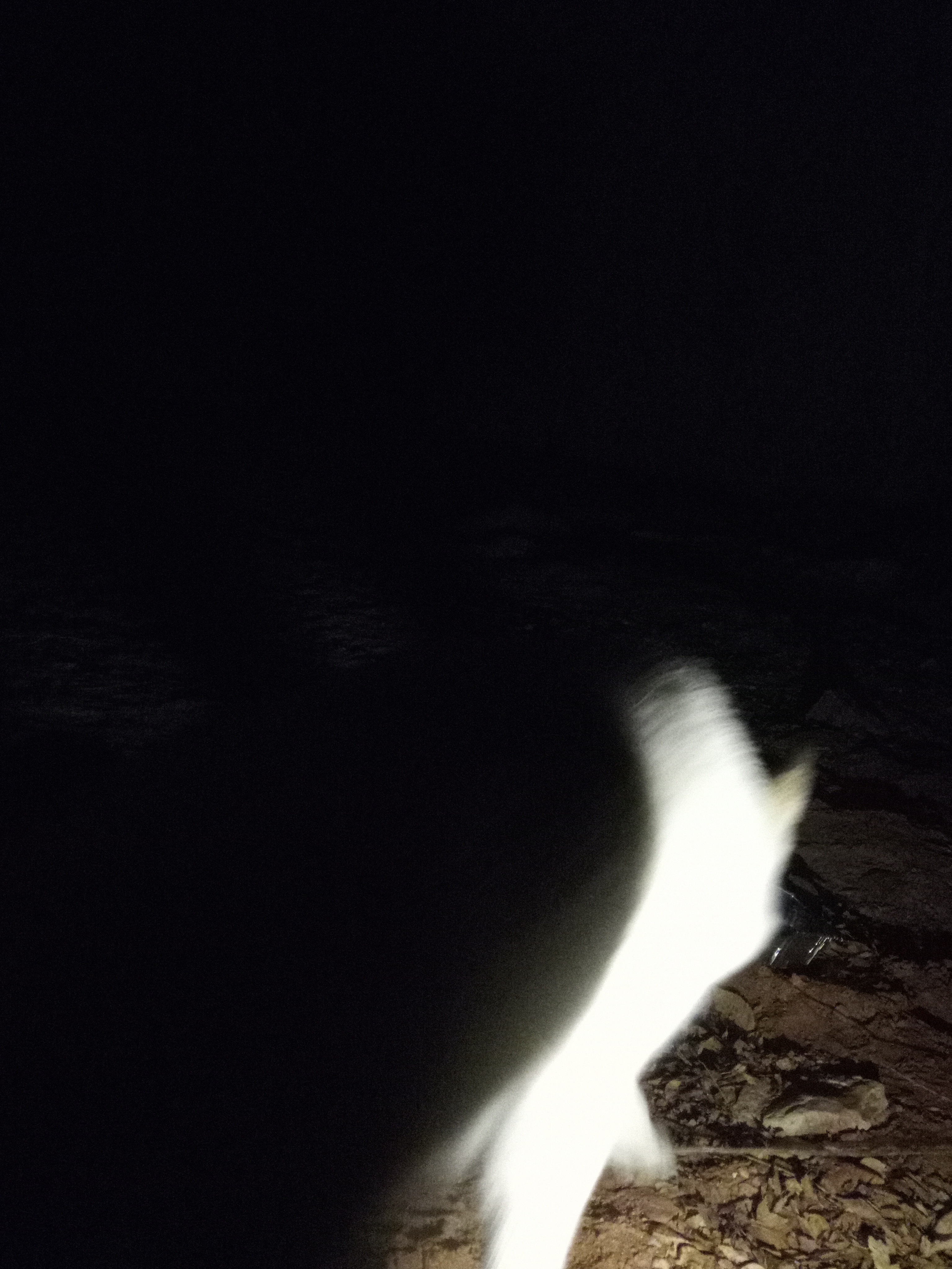 Raw animal camera upload (unprocessed). File: mot-det-20251229-205705.jpg.