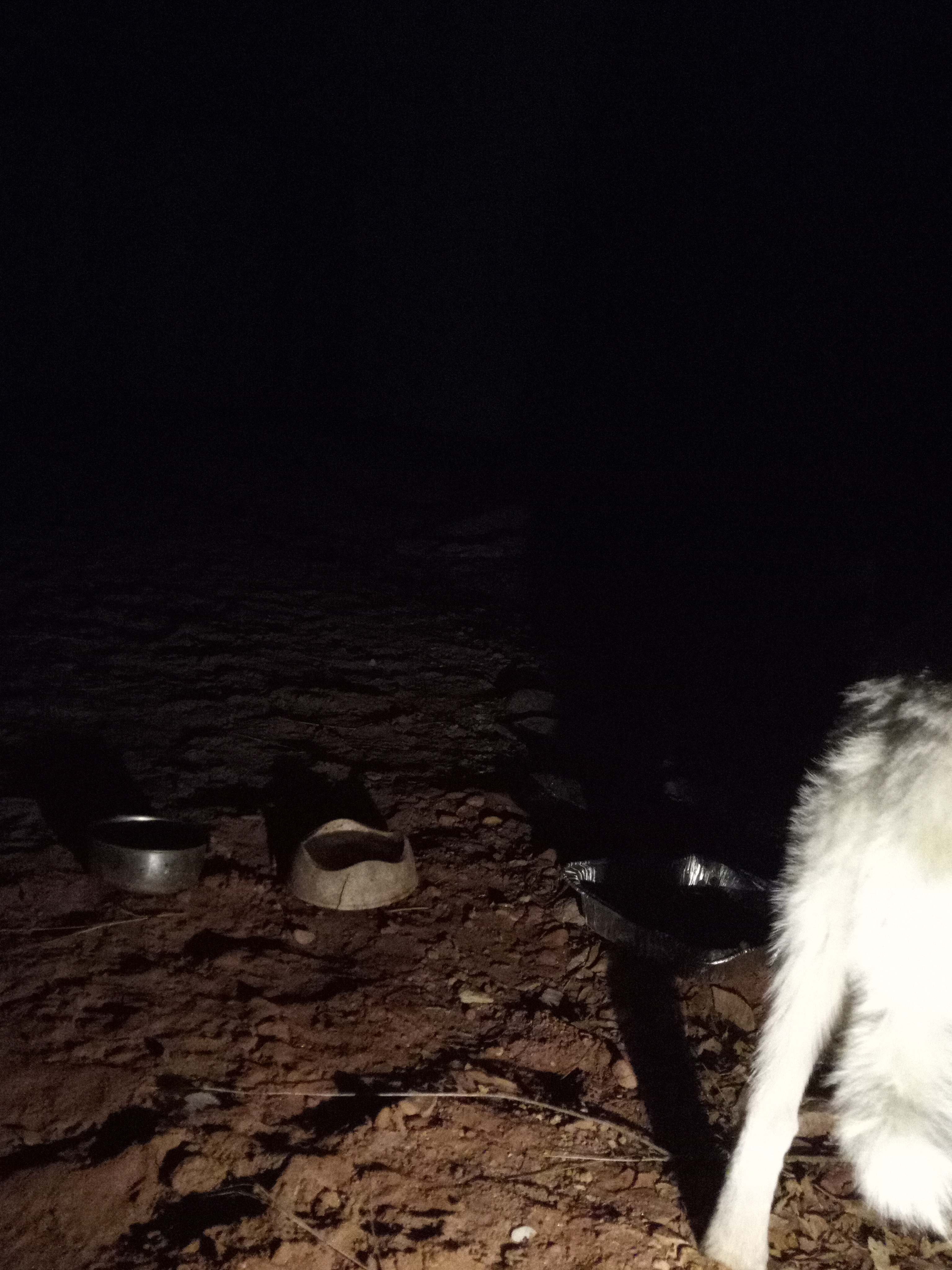 Raw animal camera upload (unprocessed). File: mot-det-20251229-205708.jpg.