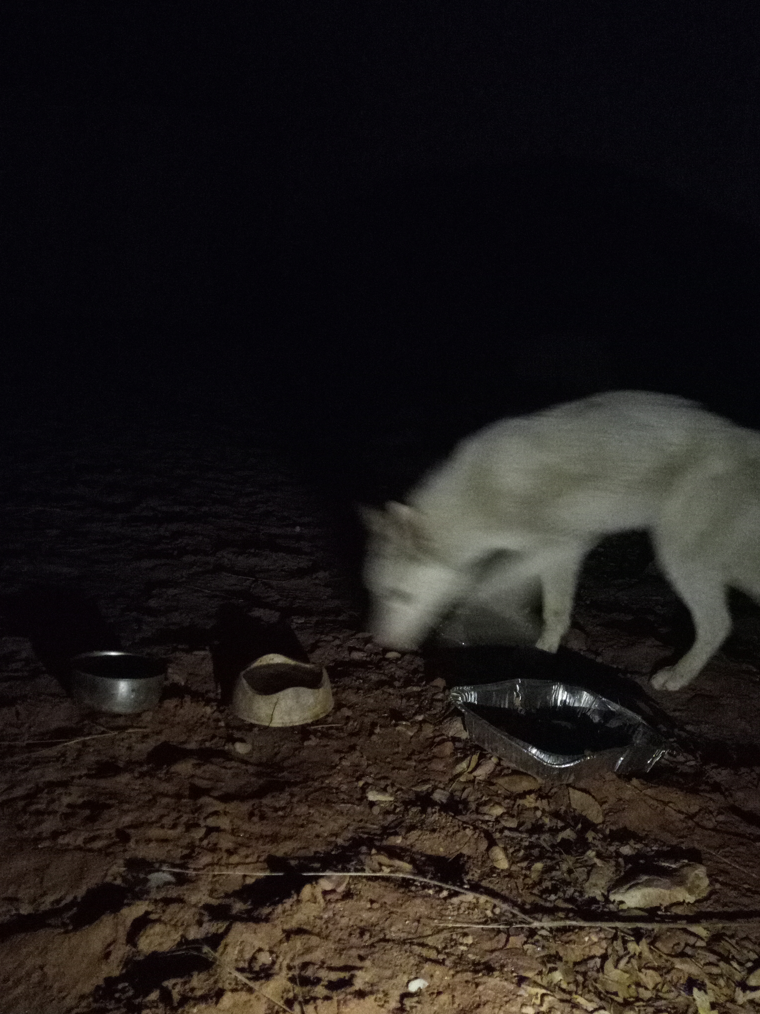 Raw animal camera upload (unprocessed). File: mot-det-20251229-205752.jpg.