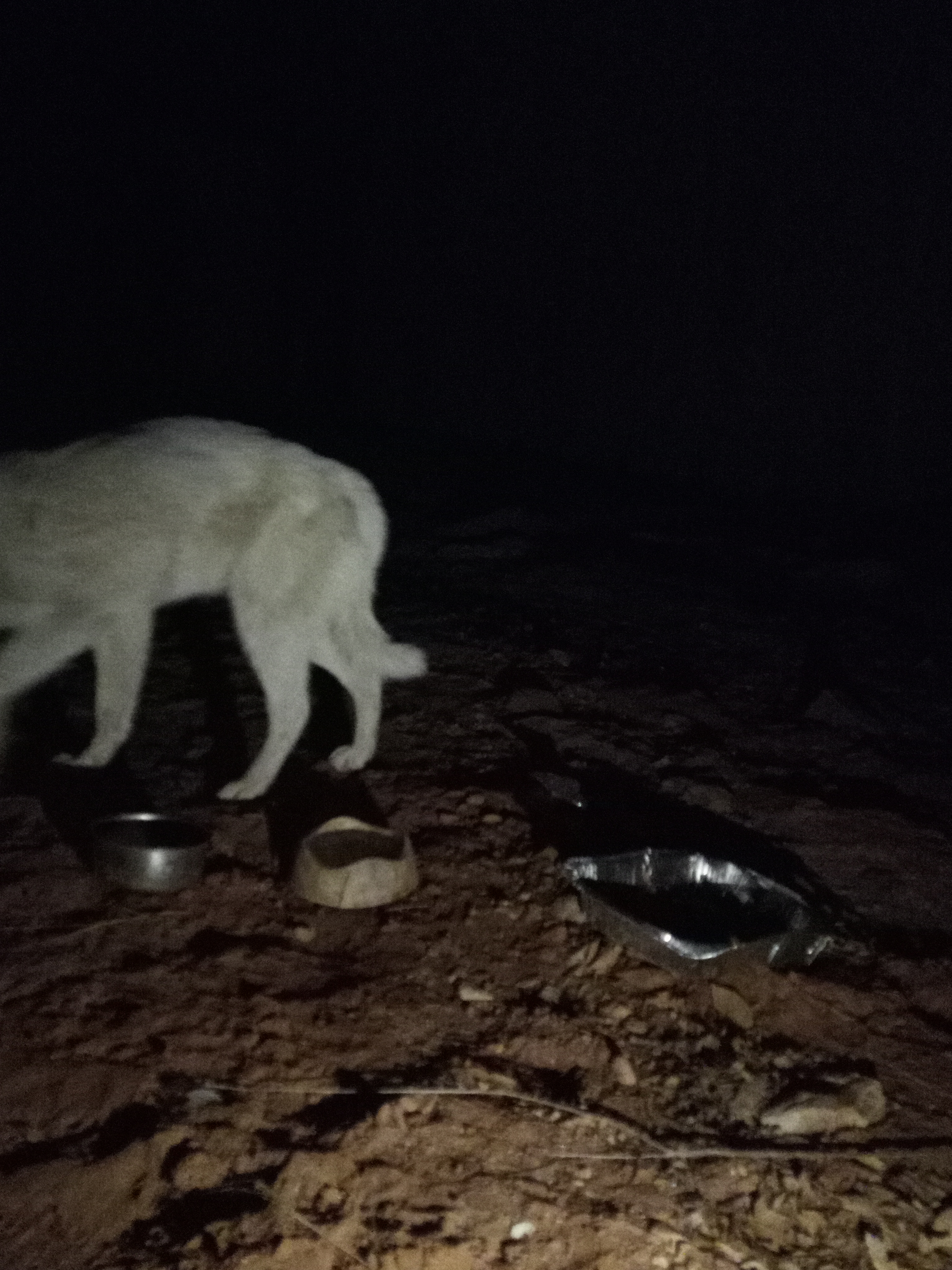 Raw animal camera upload (unprocessed). File: mot-det-20251229-205755.jpg.